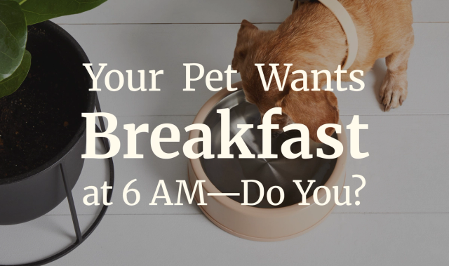 A head on shot of a dog eating from a bowl.