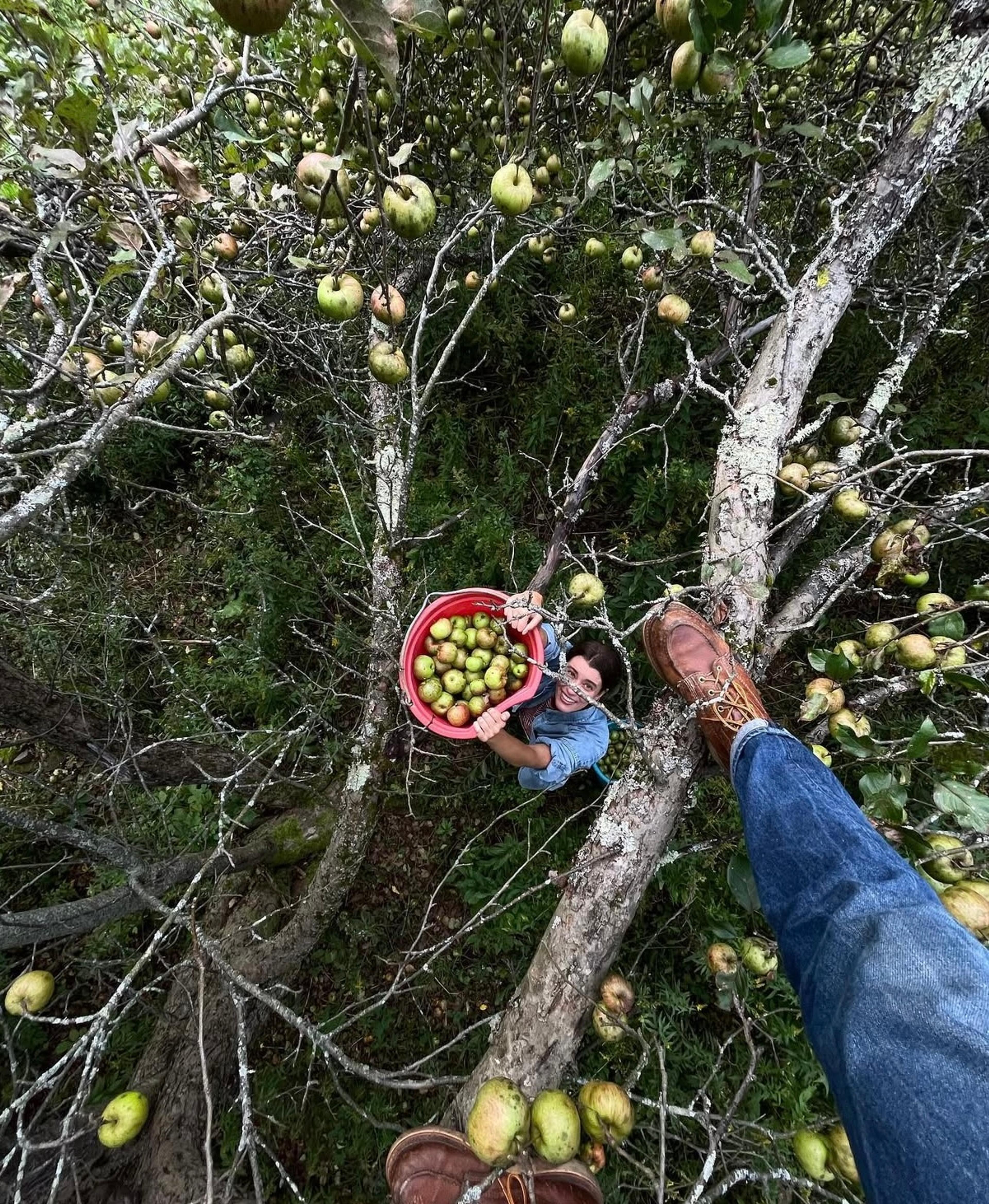 alexis apple picking in her backyard