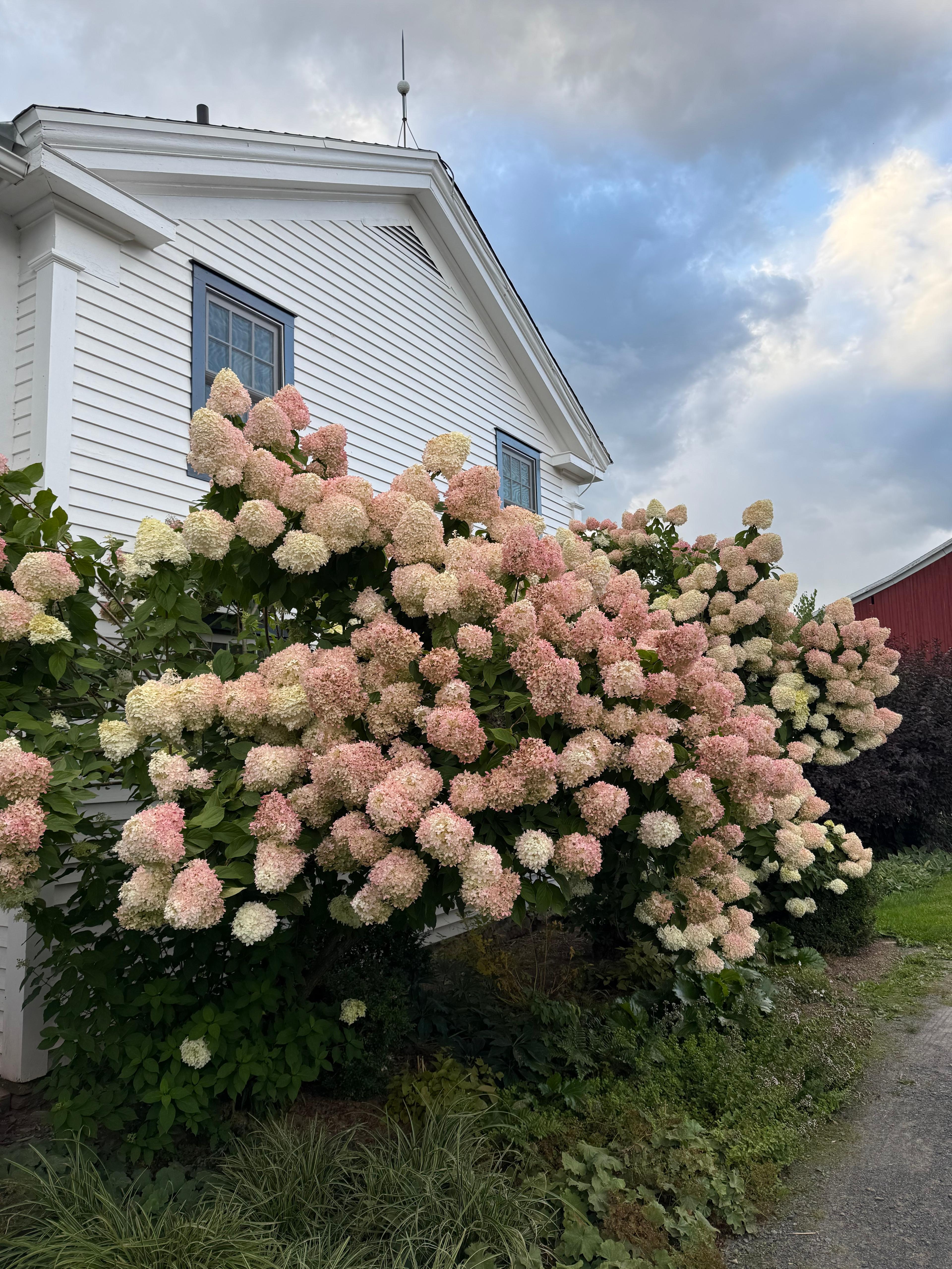 pink hydrangeas turning for the season