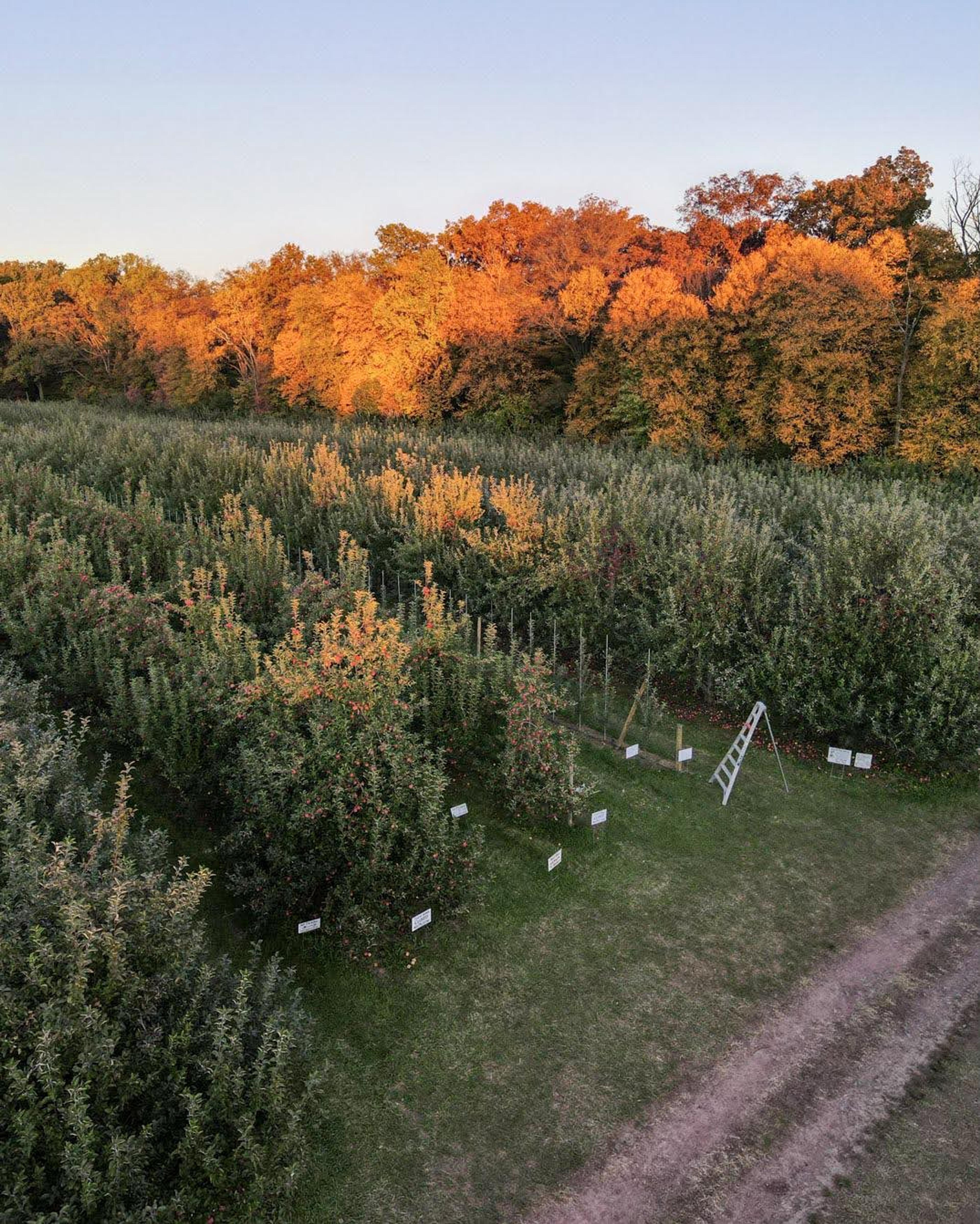 orchard