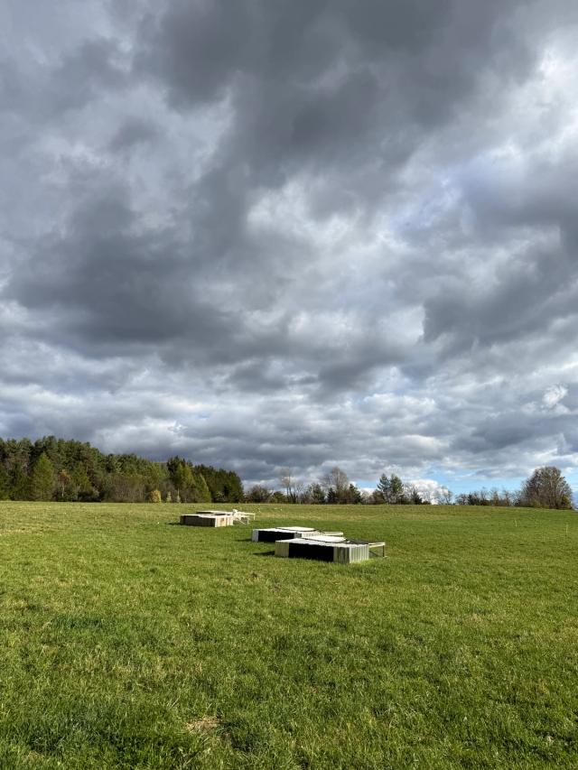 the chickens outside on Alexis' Catskills farm