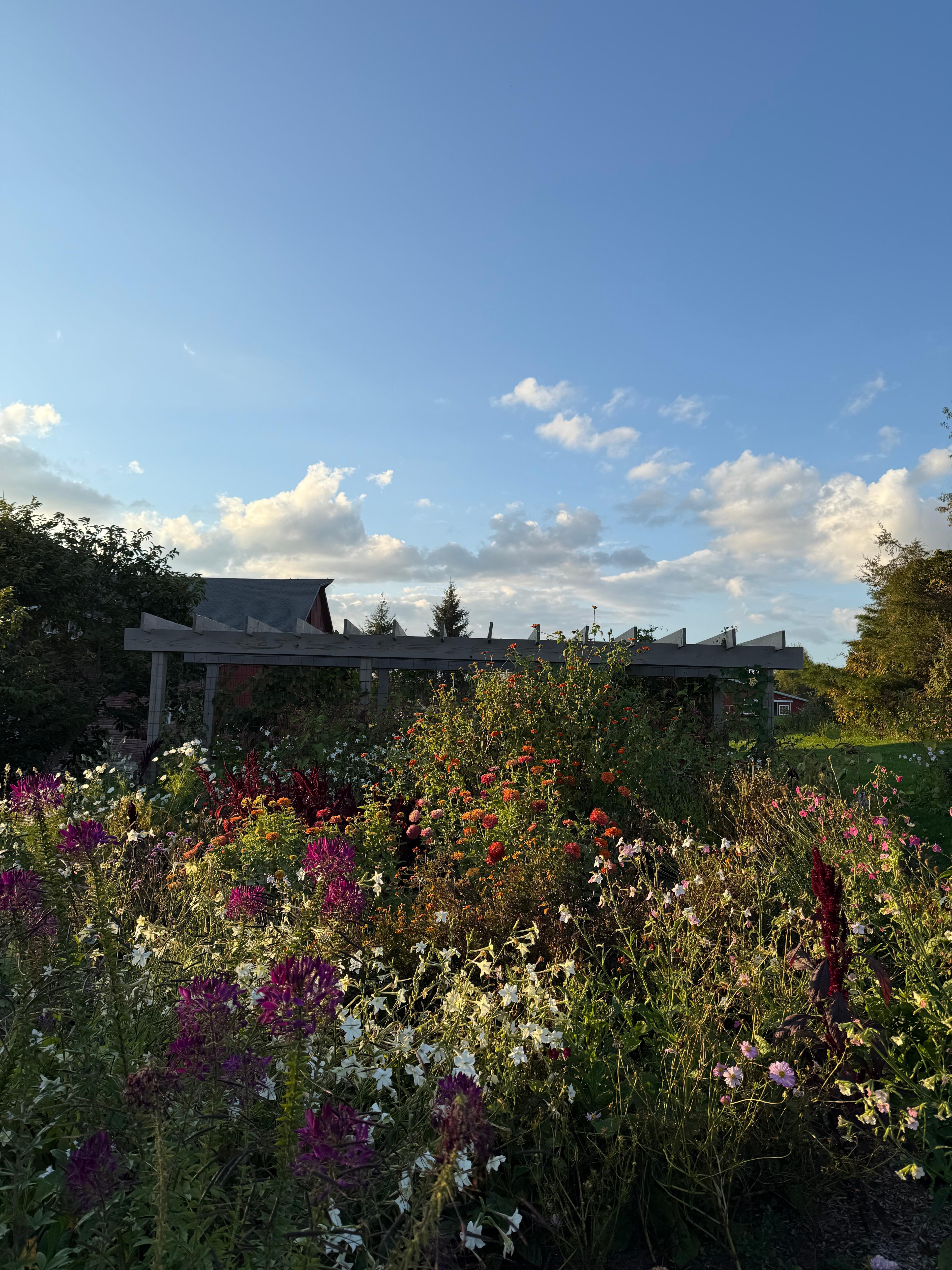 garden
