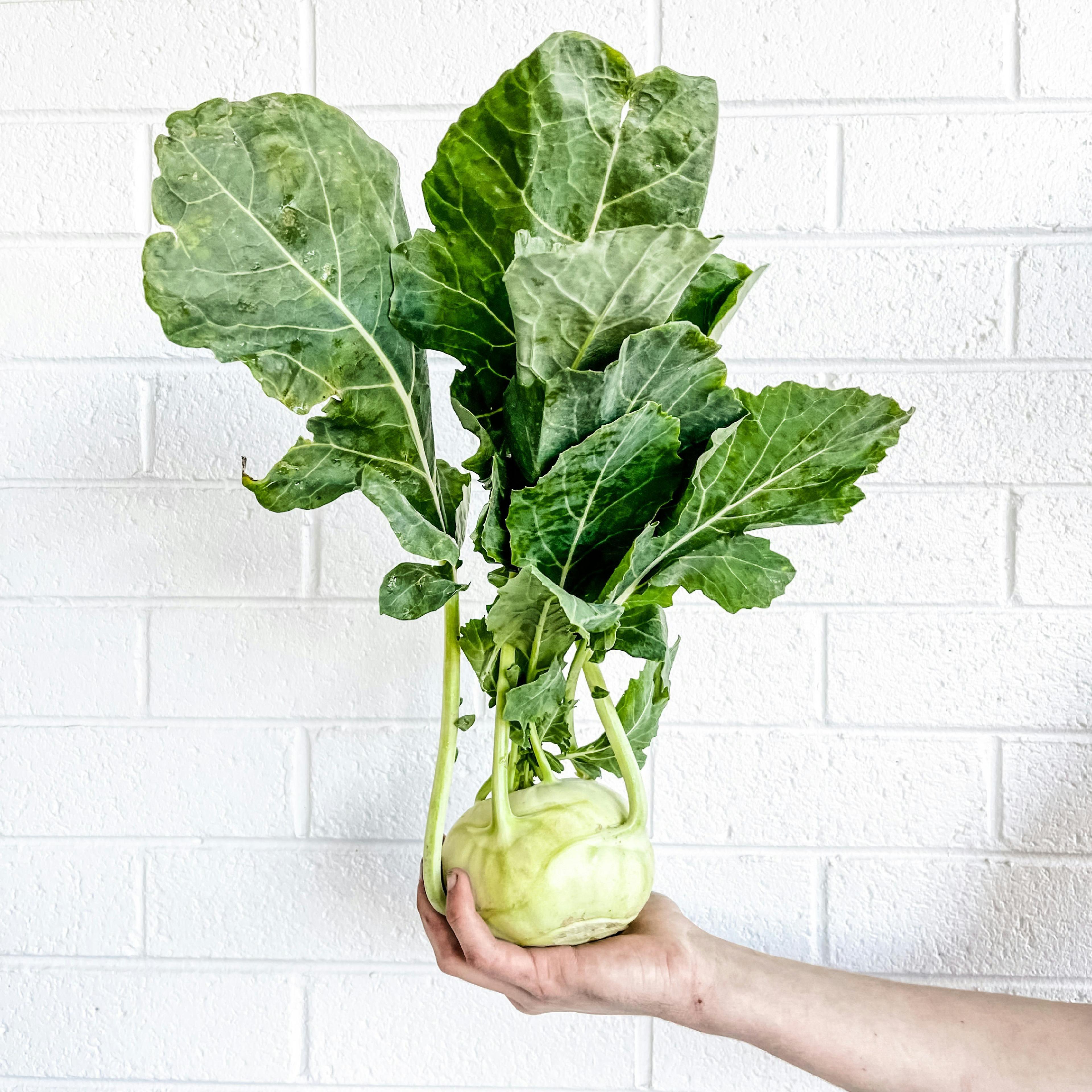 person holding up a Kohlrabi plant
