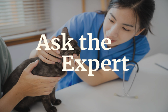 A vet examining a dog.