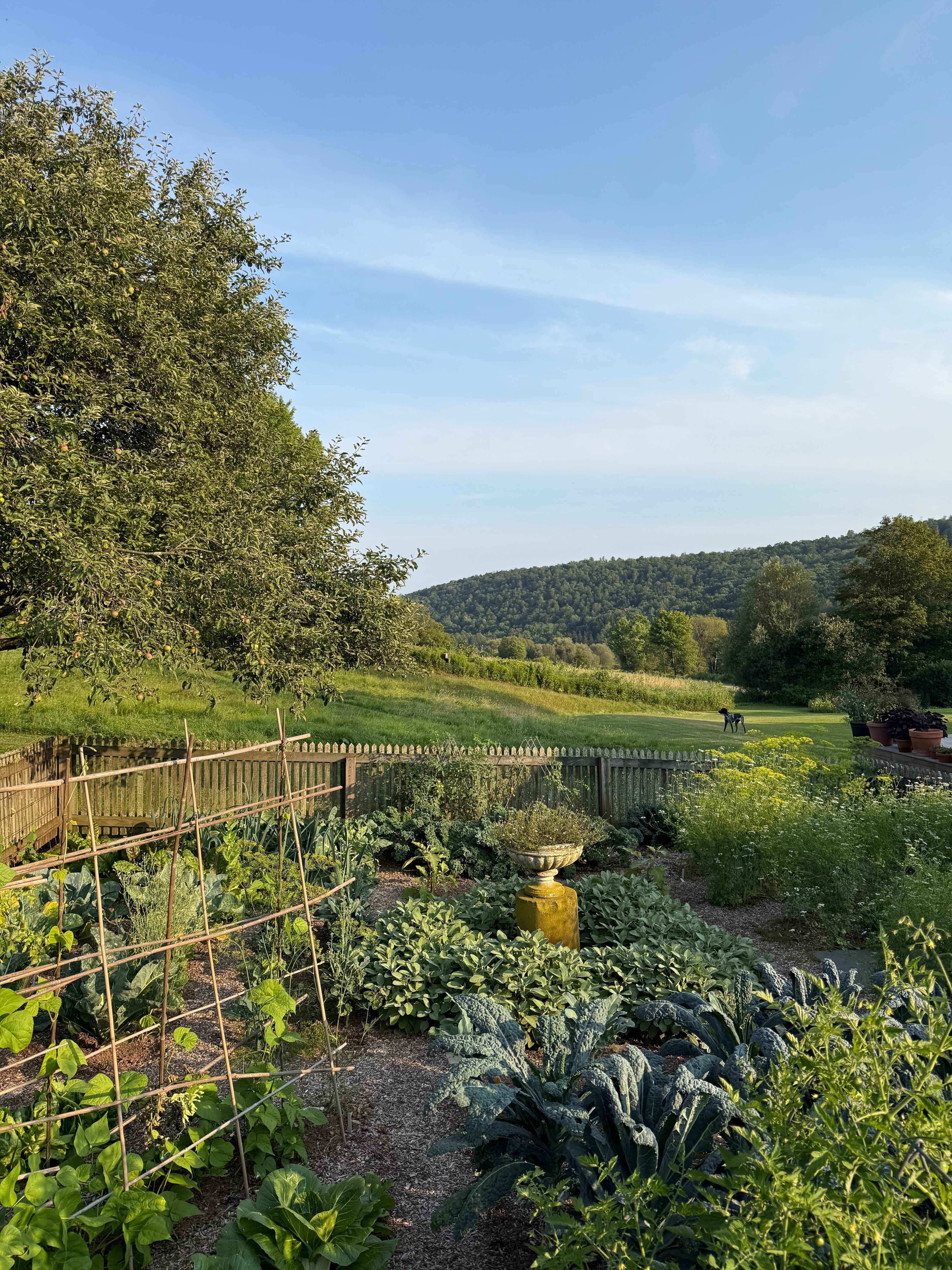 outdoor garden