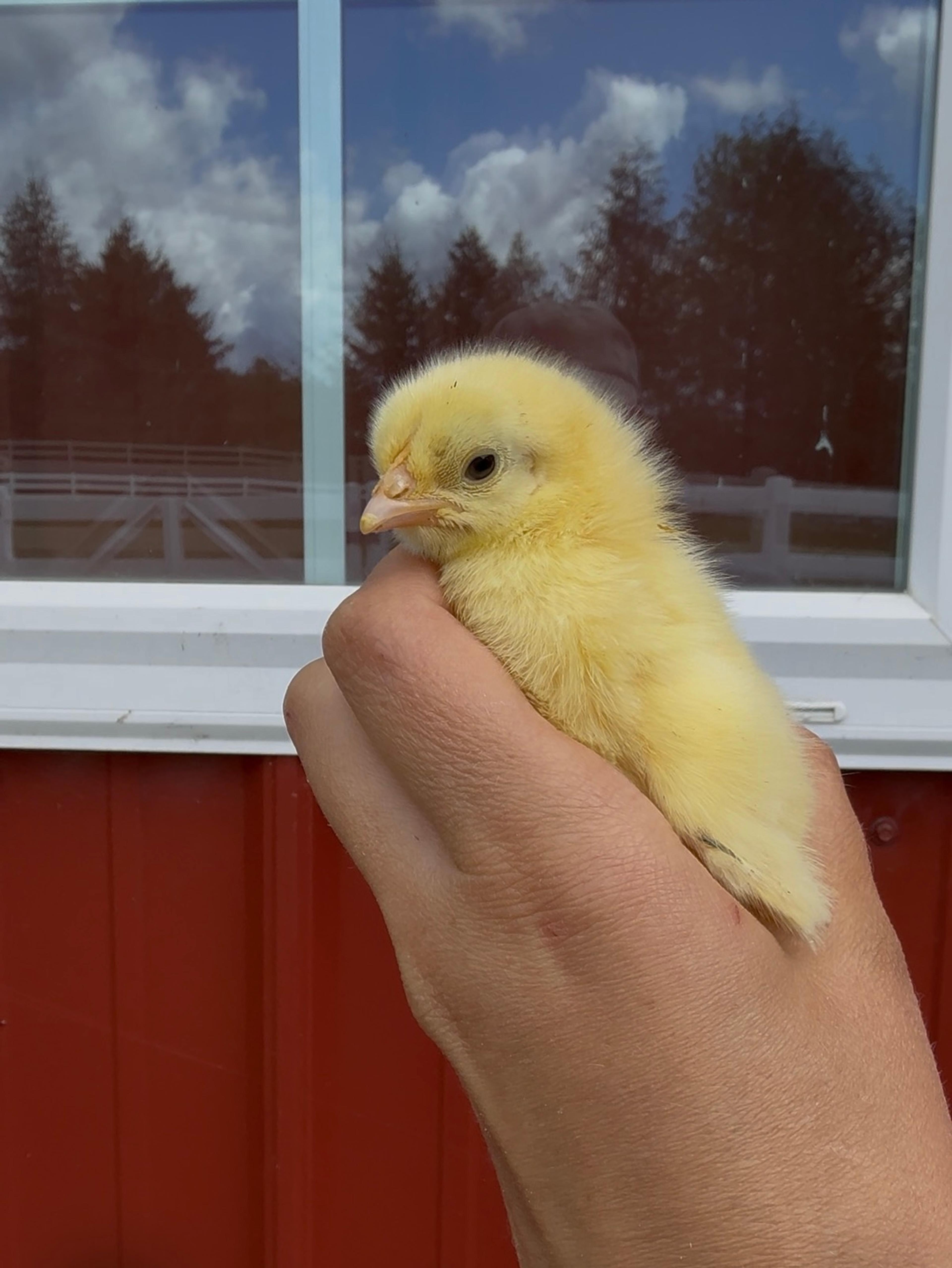 baby chick