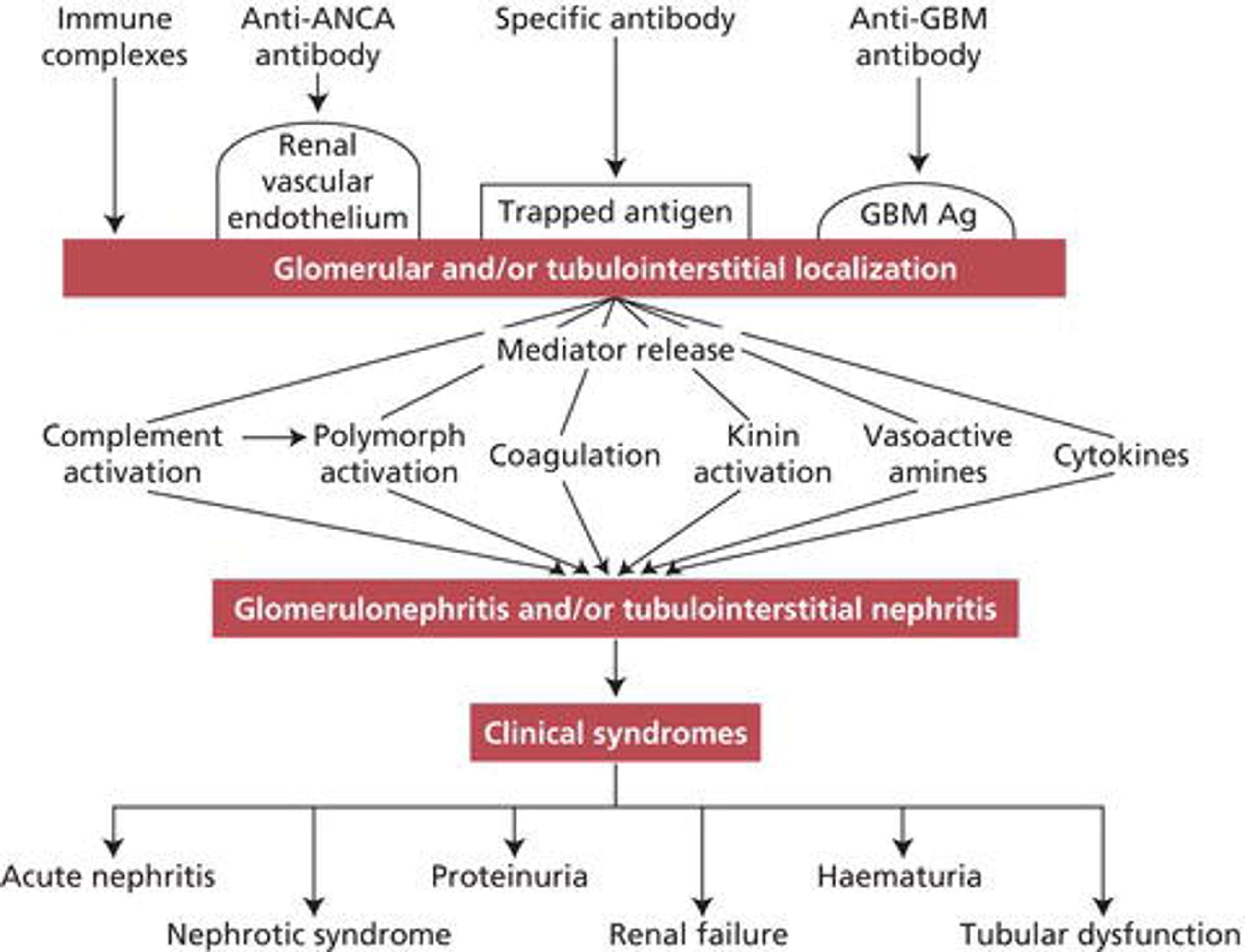 Immunopathological mechanisms involved in the clinical syndromes of nephritis. ANCA, antineutrophil cytoplasmic antibody; GBM, glomerular basement membrane.