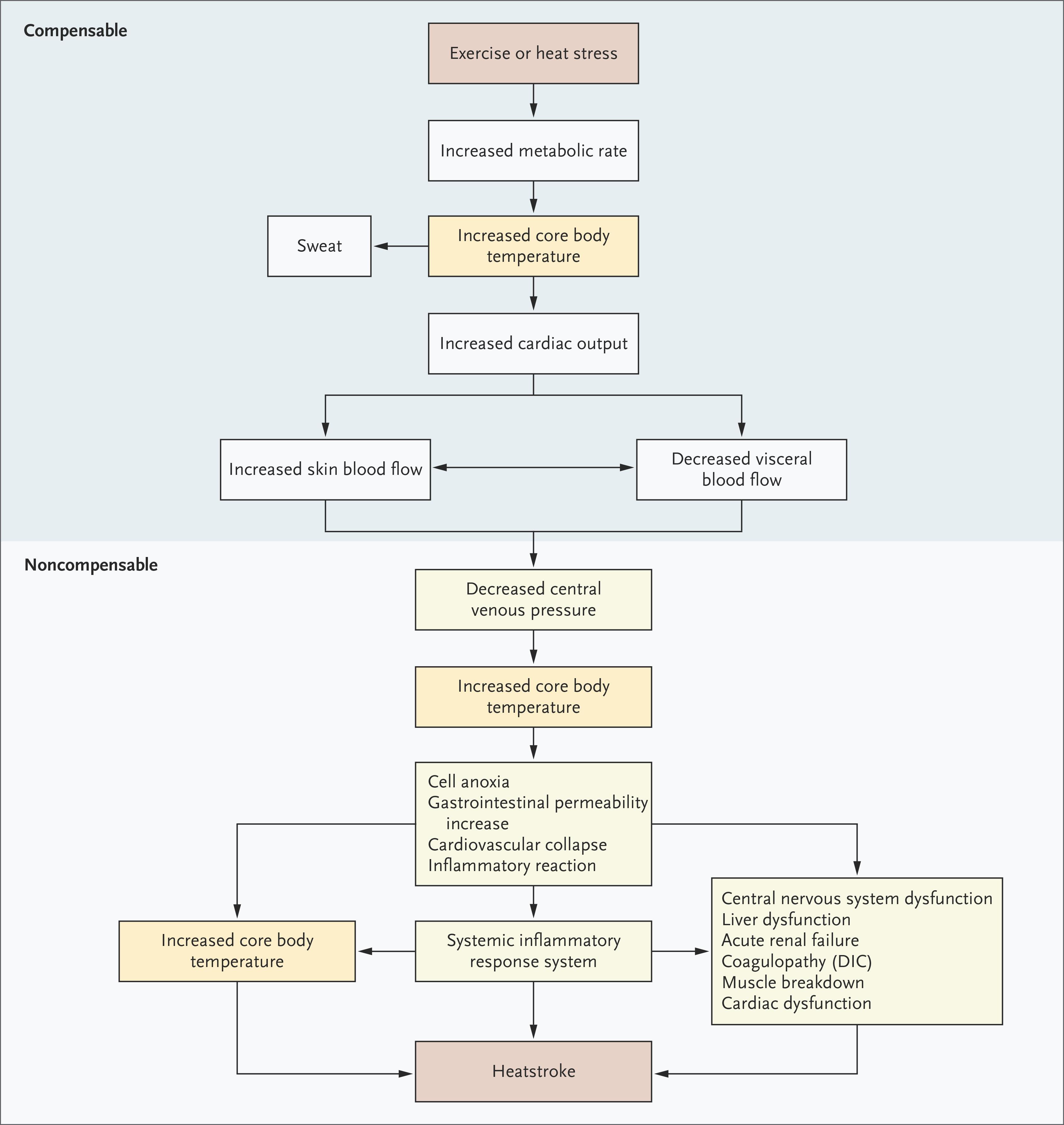 Pathophysiological Pathway Leading to Heat Stroke.