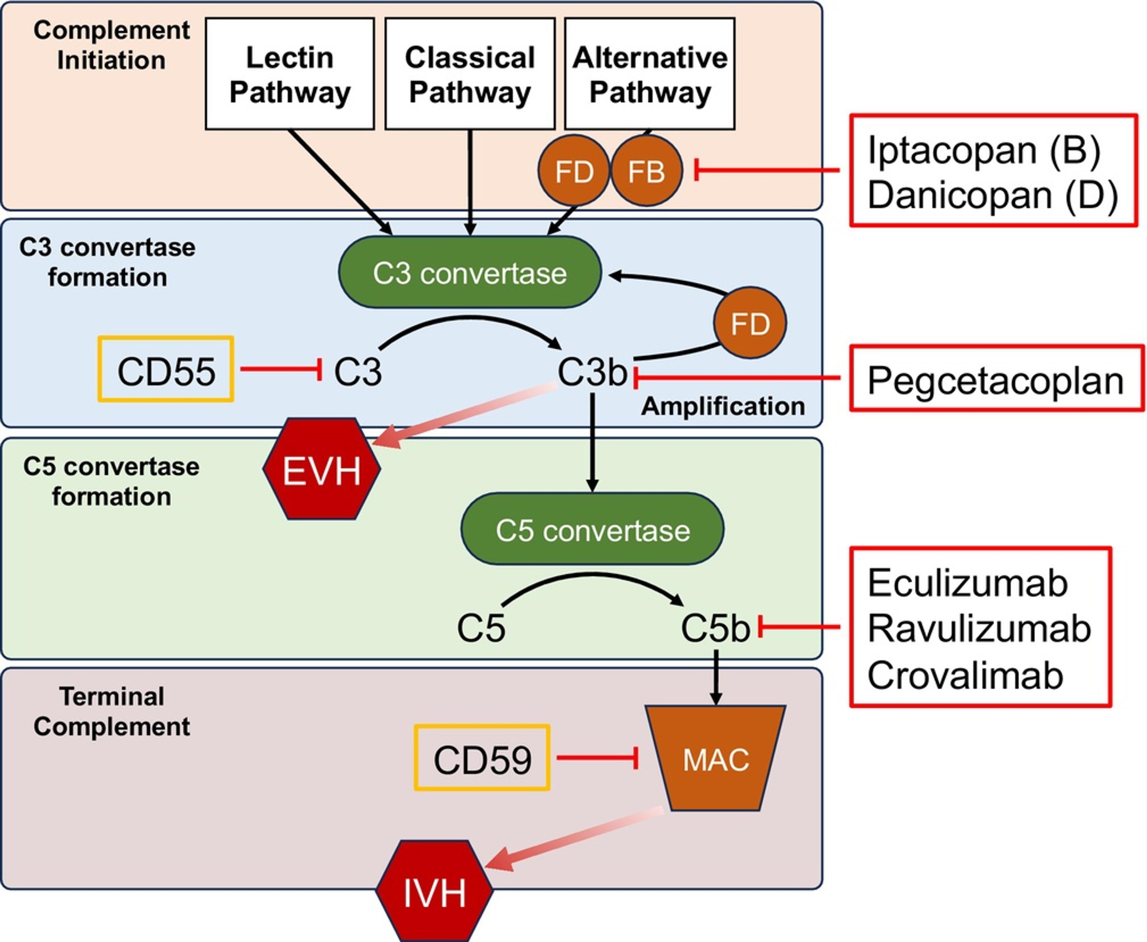 Targeting the complement cascade for the treatment of paroxysmal nocturnal hemoglobinuria (PNH).