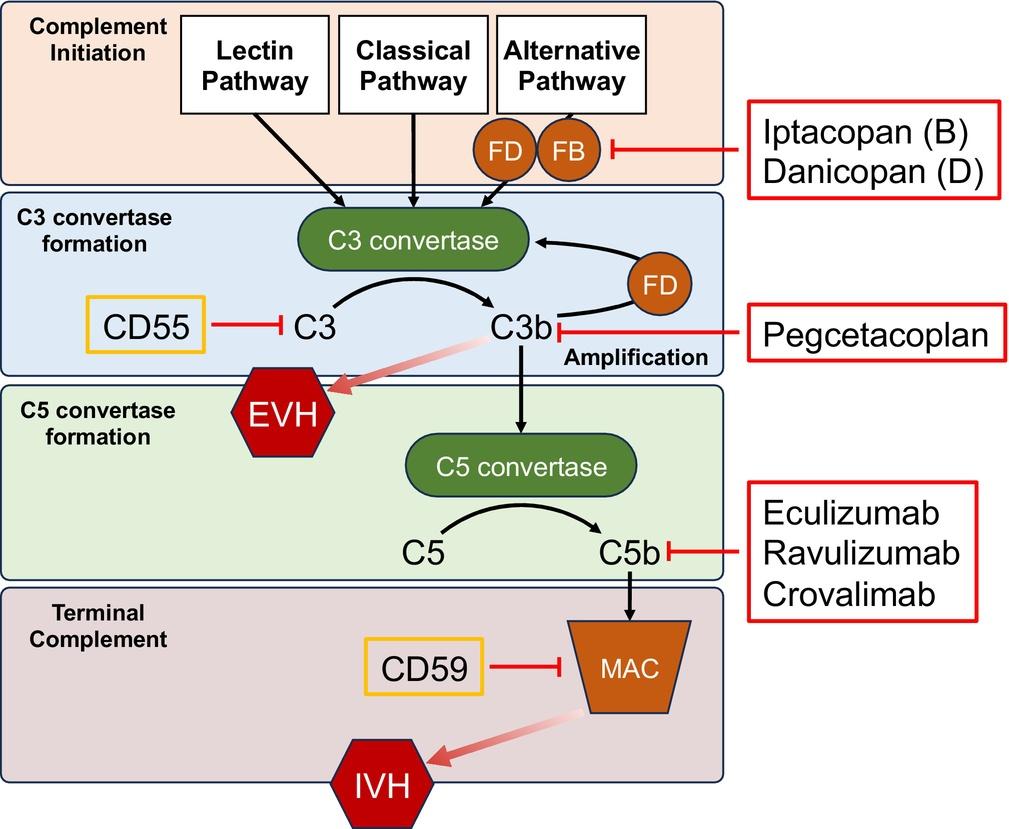 Targeting the complement cascade for the treatment of paroxysmal nocturnal hemoglobinuria (PNH).