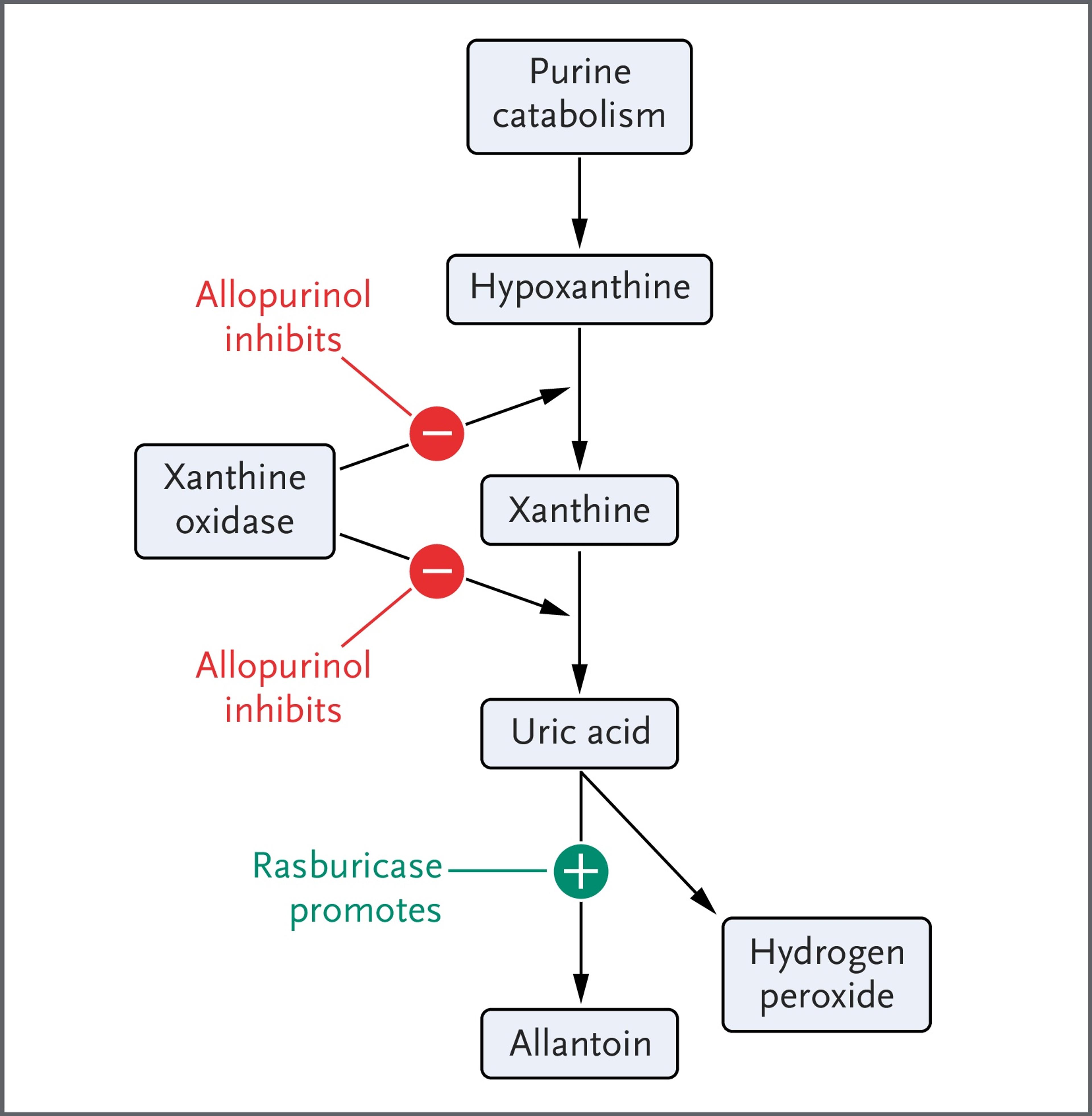 Purine Metabolism Pathway.
