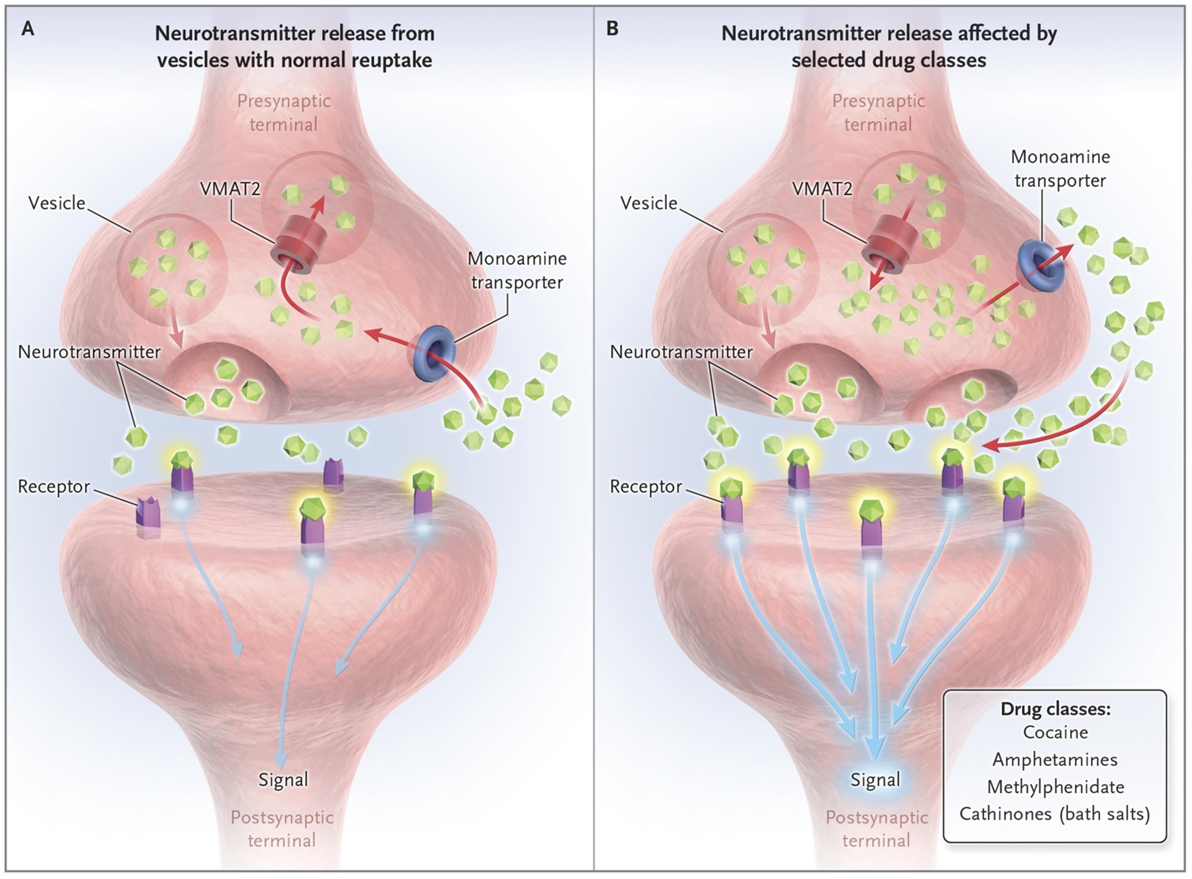 The Effects of Selected Drug Classes on the Neurotransmission of Monoamines.