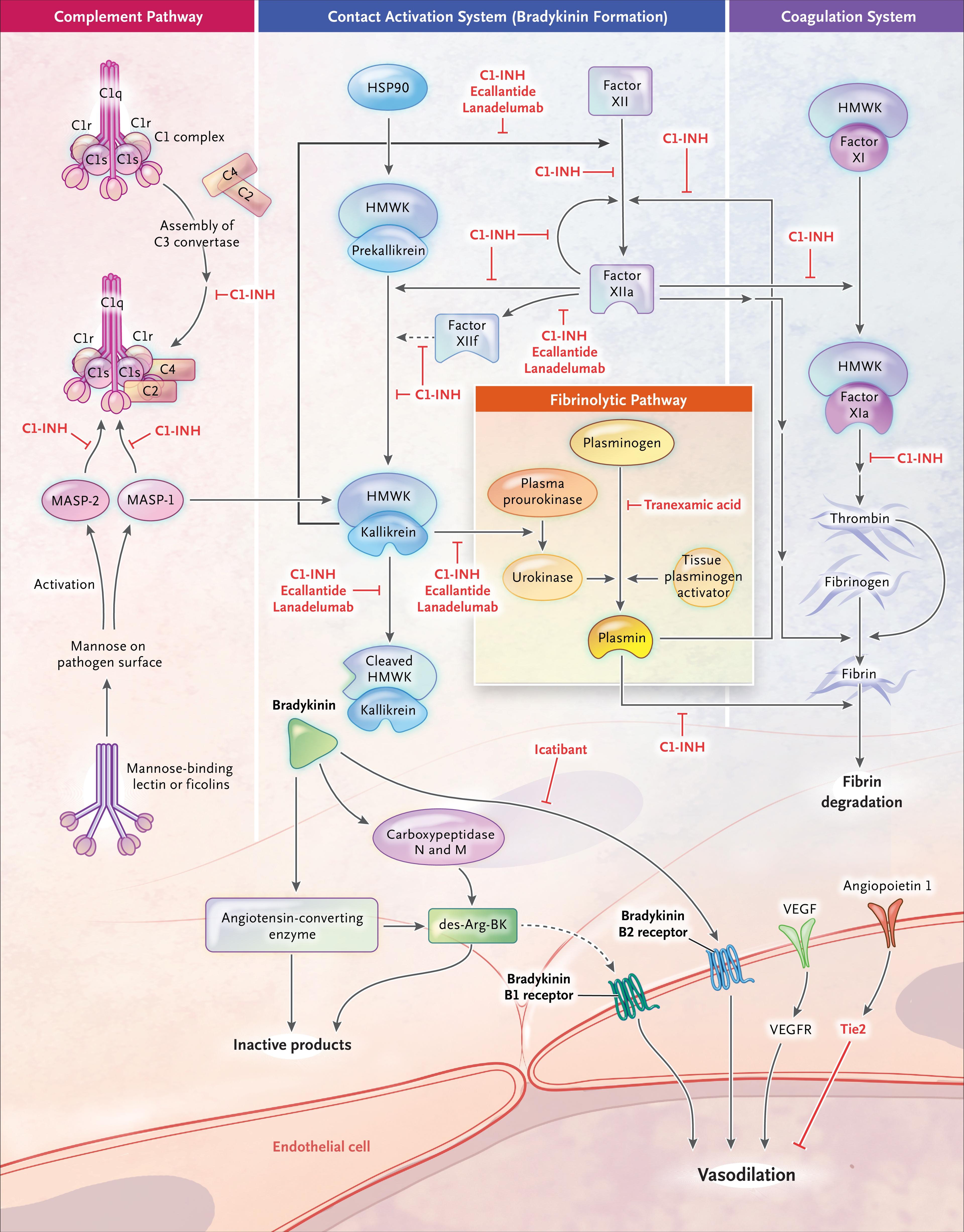 Contact, Complement, and Fibrinolytic Systems in Hereditary Angioedema (HAE) and Targets for Available Therapy.