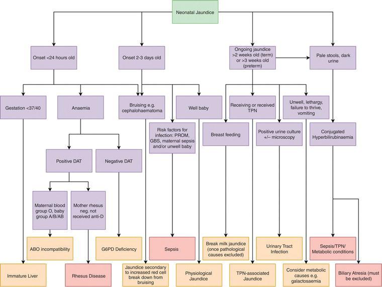 Diagnostic algorithm for the presentation of neonatal jaundice.