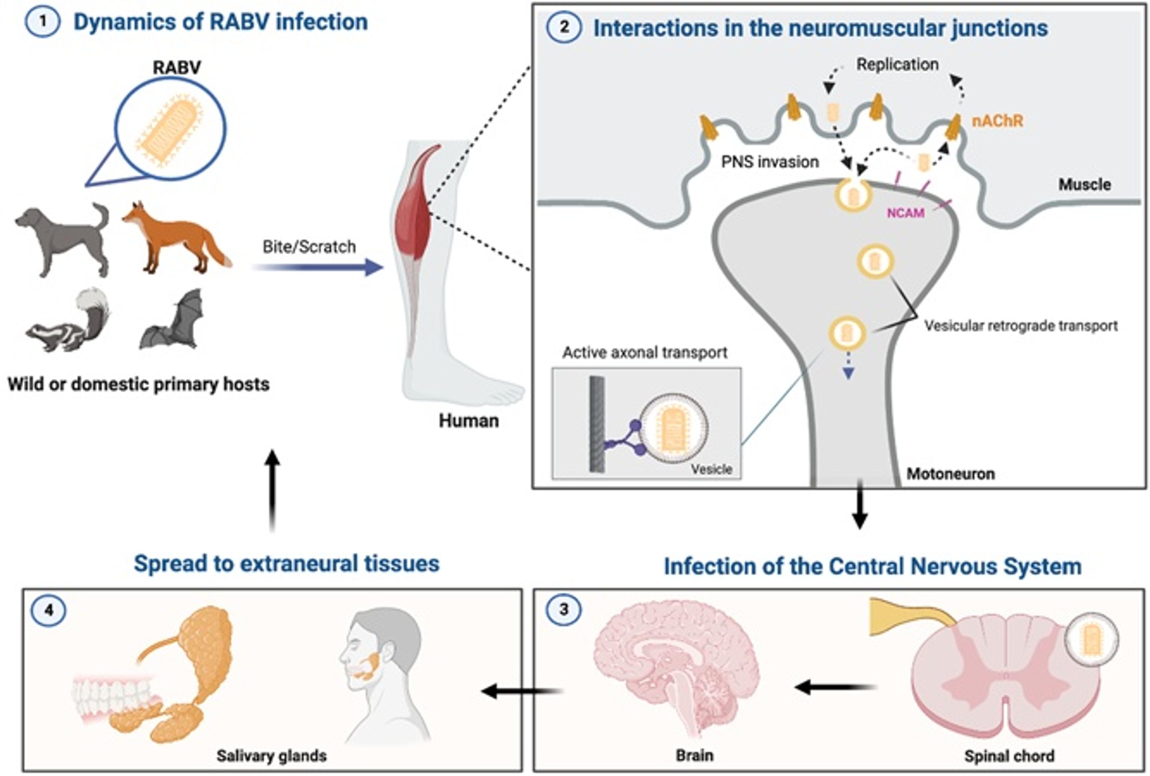 Rabies lyssavirus (RABV) dynamics: from the initial infection to neuroinvasion in the host organism.