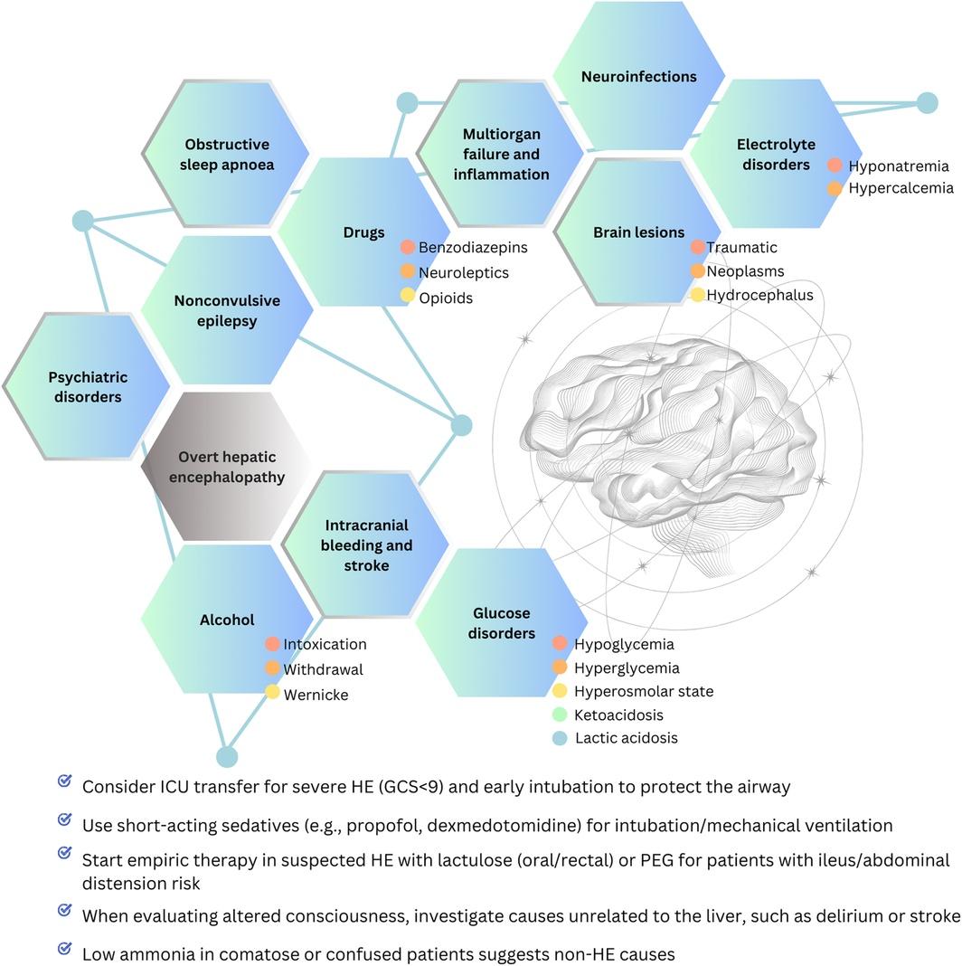 Differential diagnoses for hepatic encephalopathy in the Intensive Care Unit.