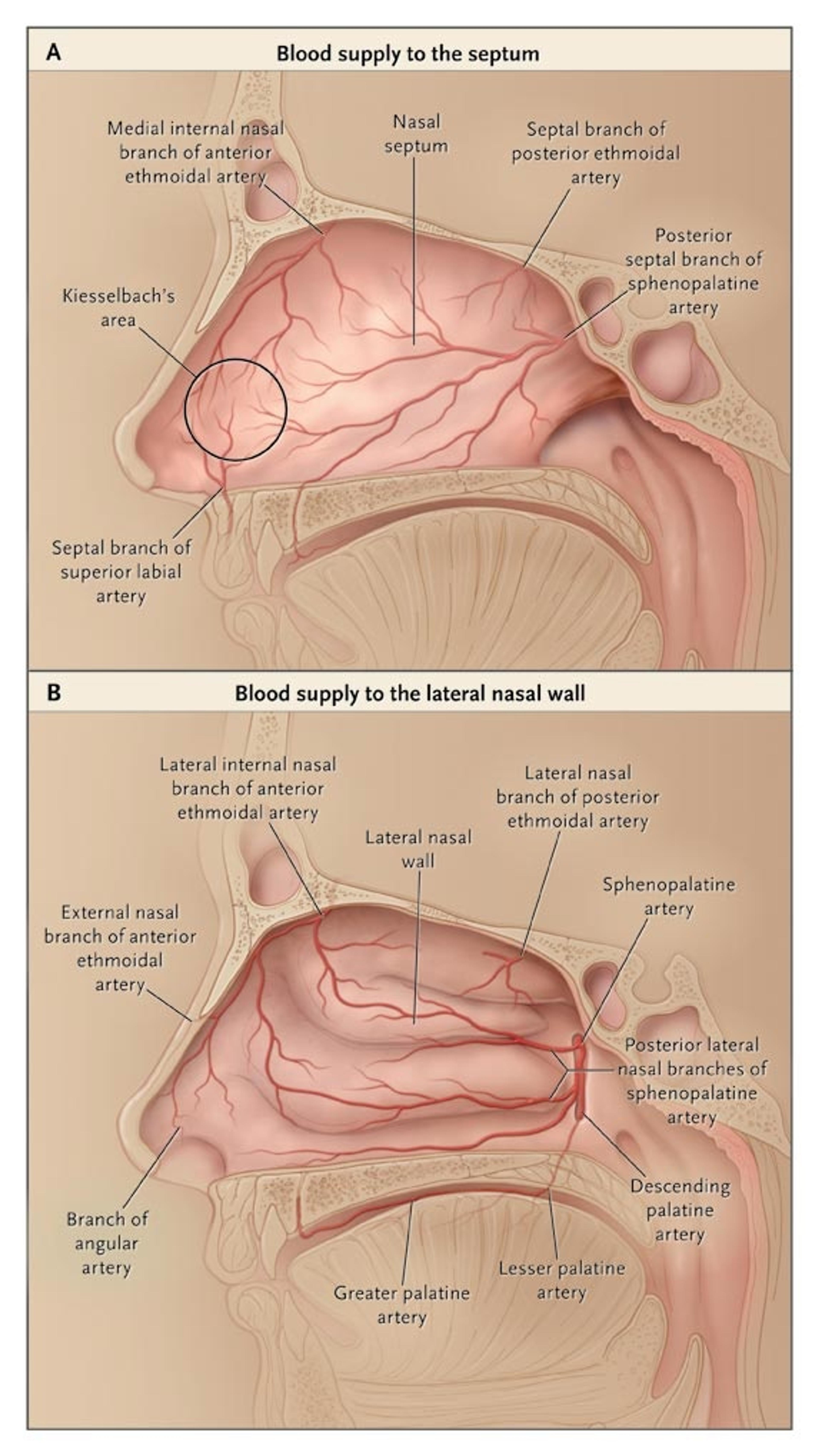 Blood Supply to the Nasal Septum and Lateral Nasal Wall.