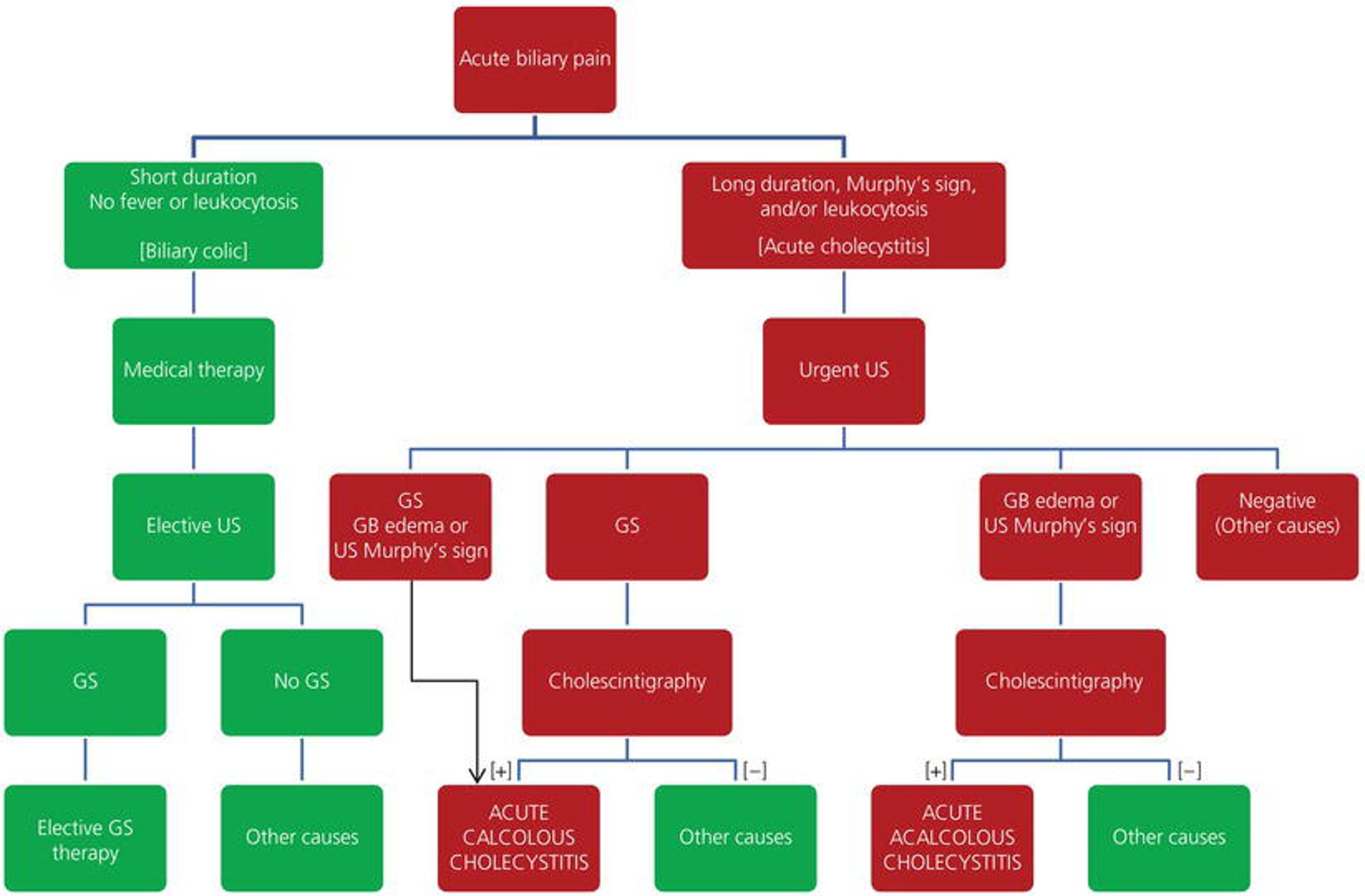 Diagnostic flowchart of patients with acute biliary pain and cholecystitis. After onset of acute biliary pain (biliary colic), a careful evaluation with clinical, laboratory, and imaging tests is necessary for differential diagnosis between simple biliary colic (left part of the algorithm) and acute cholecystitis (right part of the algorithm). In the latter, the presence of leukocytosis and longer pain duration are justified by the ongoing gallbladder inflammation. In addition, associated symptoms, e.g., fever, nausea, and vomiting, are present. Acute cholecystitis, a condition at high risk of complications, requires urgent treatment. GB, gallbladder; GS, gallstones; US, abdominal ultrasound; [−], absent; [+], present. Source: Zakko S, Afdhal N. Pathogenesis, clinical features, and diagnosis of acute cholecystitis. In: Basow DS (ed.). UpToDate. Waltham, MA: UpToDate; 2013. Reproduced with permission of Wolters Kluwer Health. Copyright © 2013 UpToDate, Inc. For more information, visit www.uptodate.com .