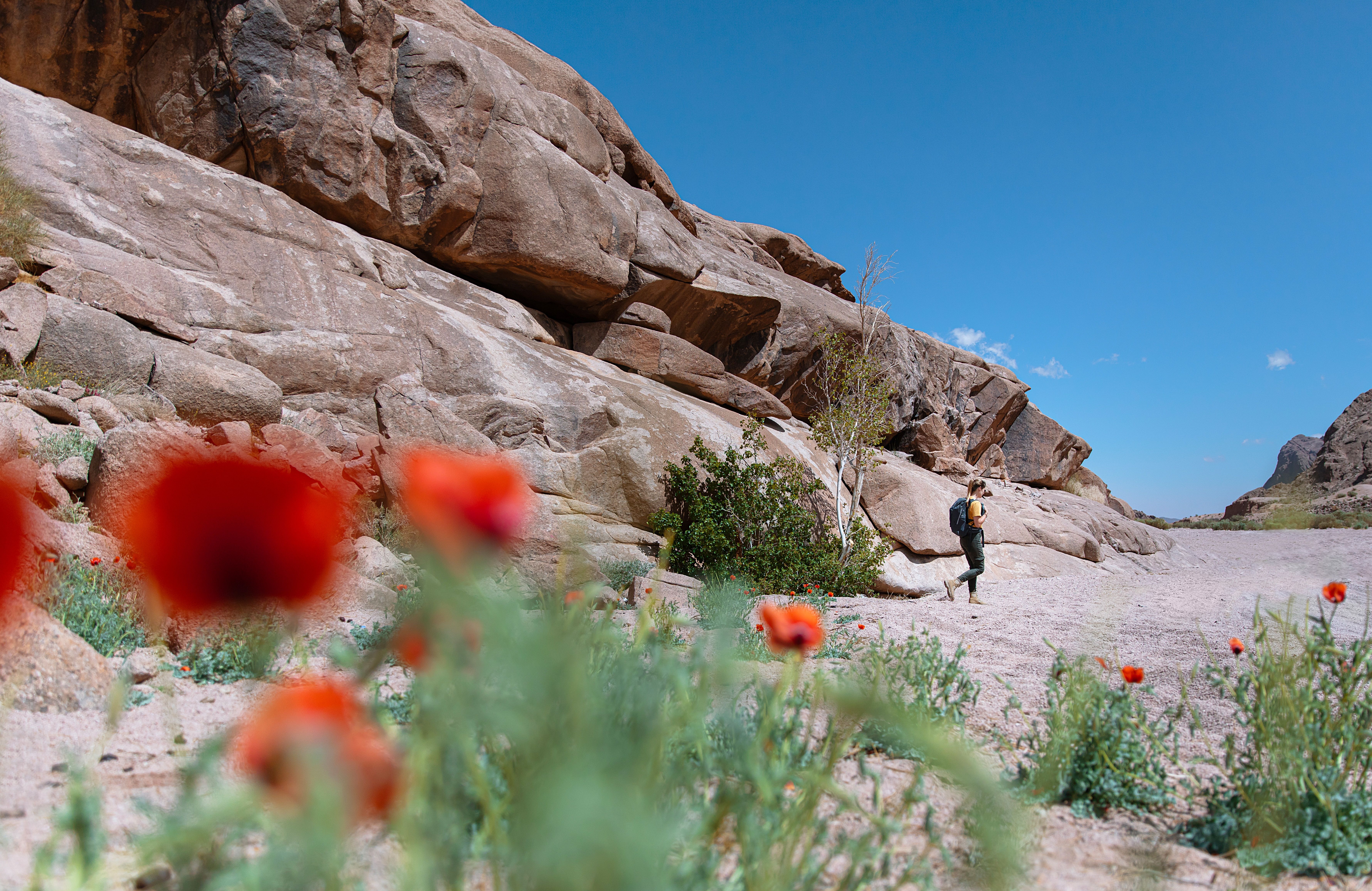 Person walking through a desert with poppy flowers