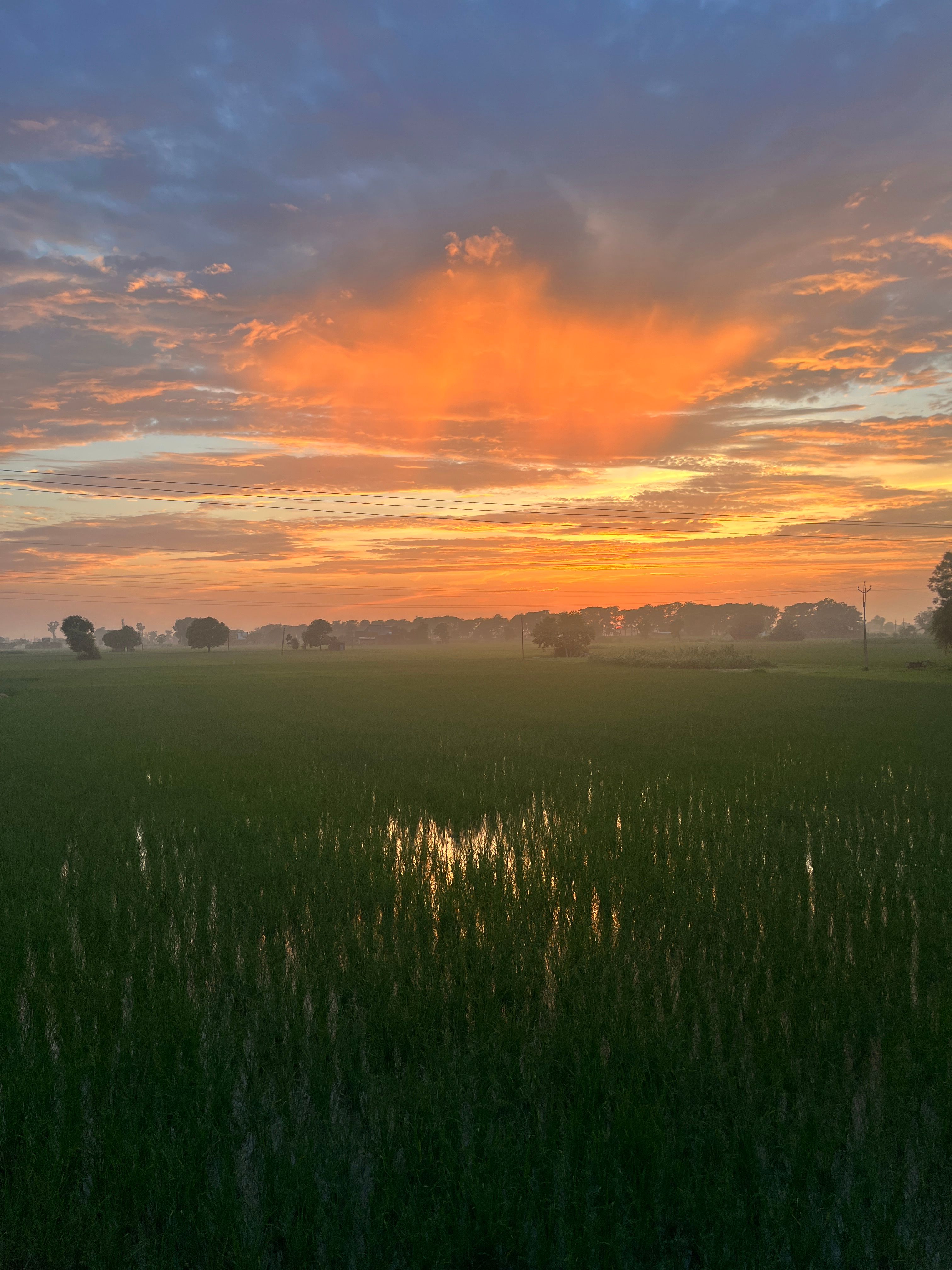 a sunset over a lush green field with trees in the background