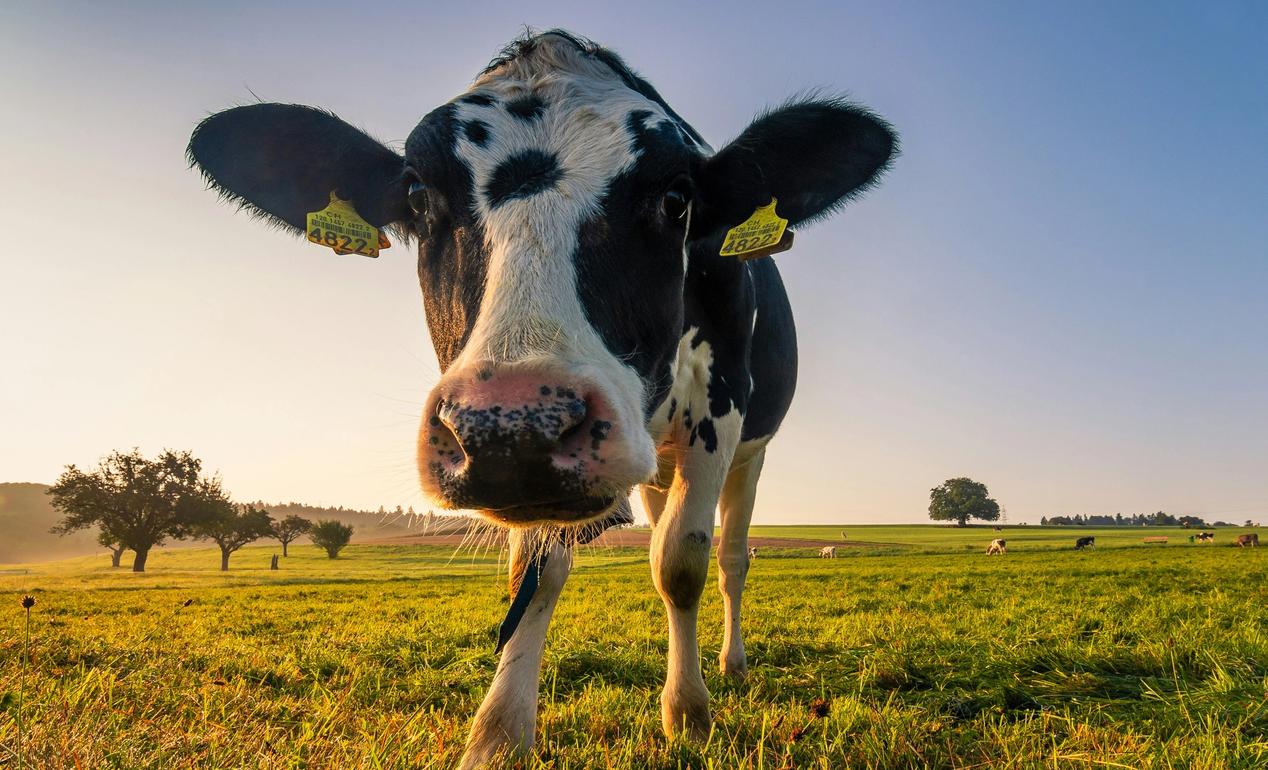 Black and white dairy cow in a green grass field with blue sky 