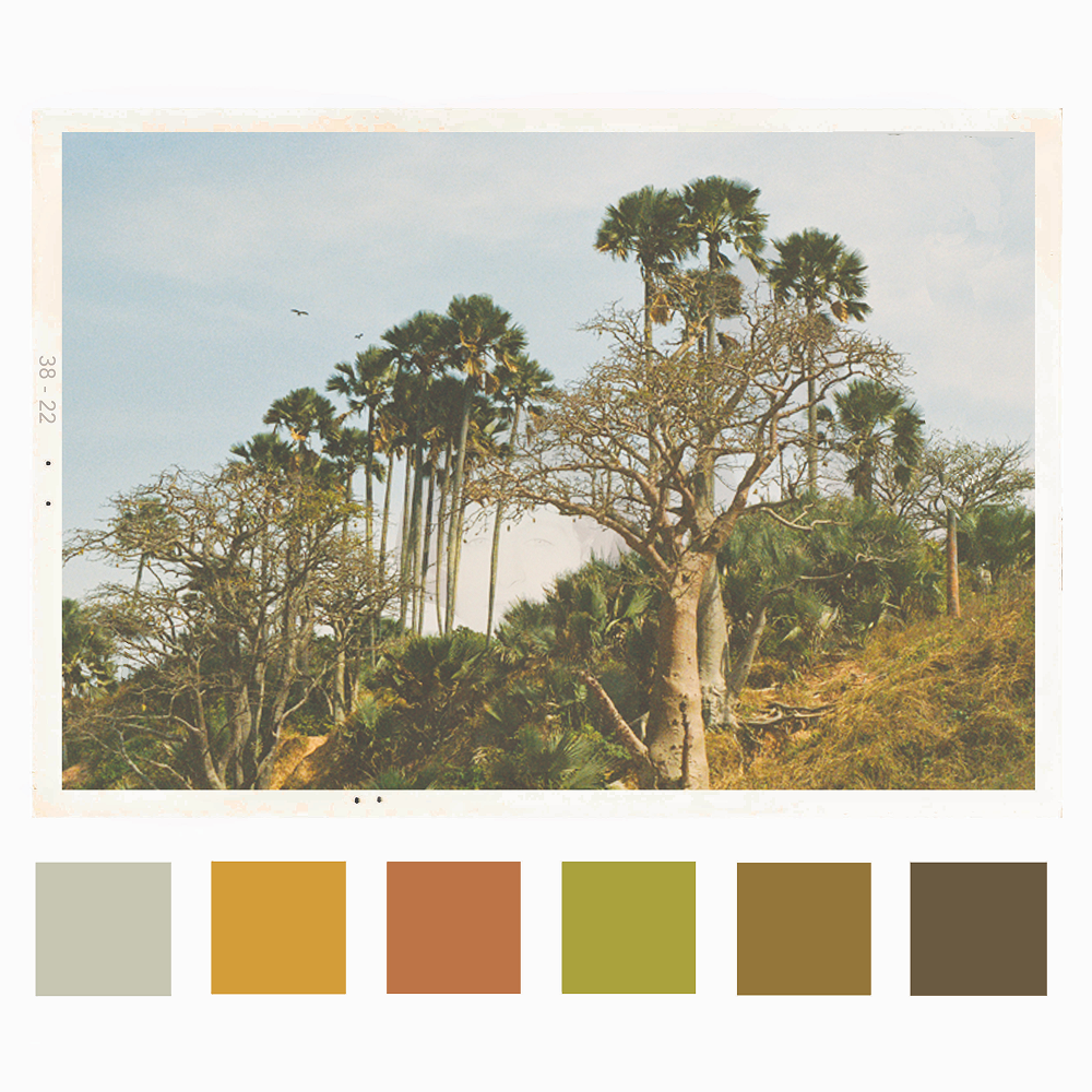 The photograph depicts a sun-drenched, hilly landscape under a pale blue sky. In the background, several tall, slender palm trees with fan-shaped fronds—identified as African fan palms (Borassus aethiopum) or Makalani palms (Hyphaene petersiana)—stand prominently. In the foreground, there are gnarled, deciduous trees with intricate, bare branches, likely Baobab or similar species found in dry tropical woodlands