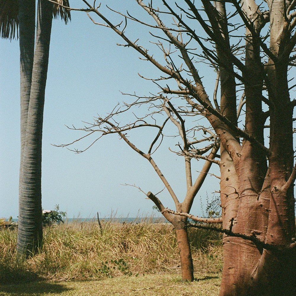 a tropical landscape featuring a prominent baobab tree in the right foreground. On the far left, a tall, slender palm tree stands with its iconic ringed, greyish trunk and feathery green fronds partially visible at the top. Between these two larger trees, a smaller, thin-branched tree grows from the grassy ground. The middle ground consists of golden-brown field grass that leads to a distant, hazy blue horizon line, likely a body of water. The scene is illuminated by bright, direct sunlight, casting soft shadows on the grassy field.