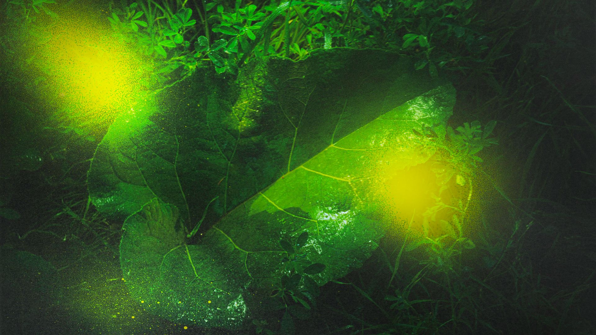 Gloomy and green, magical forest