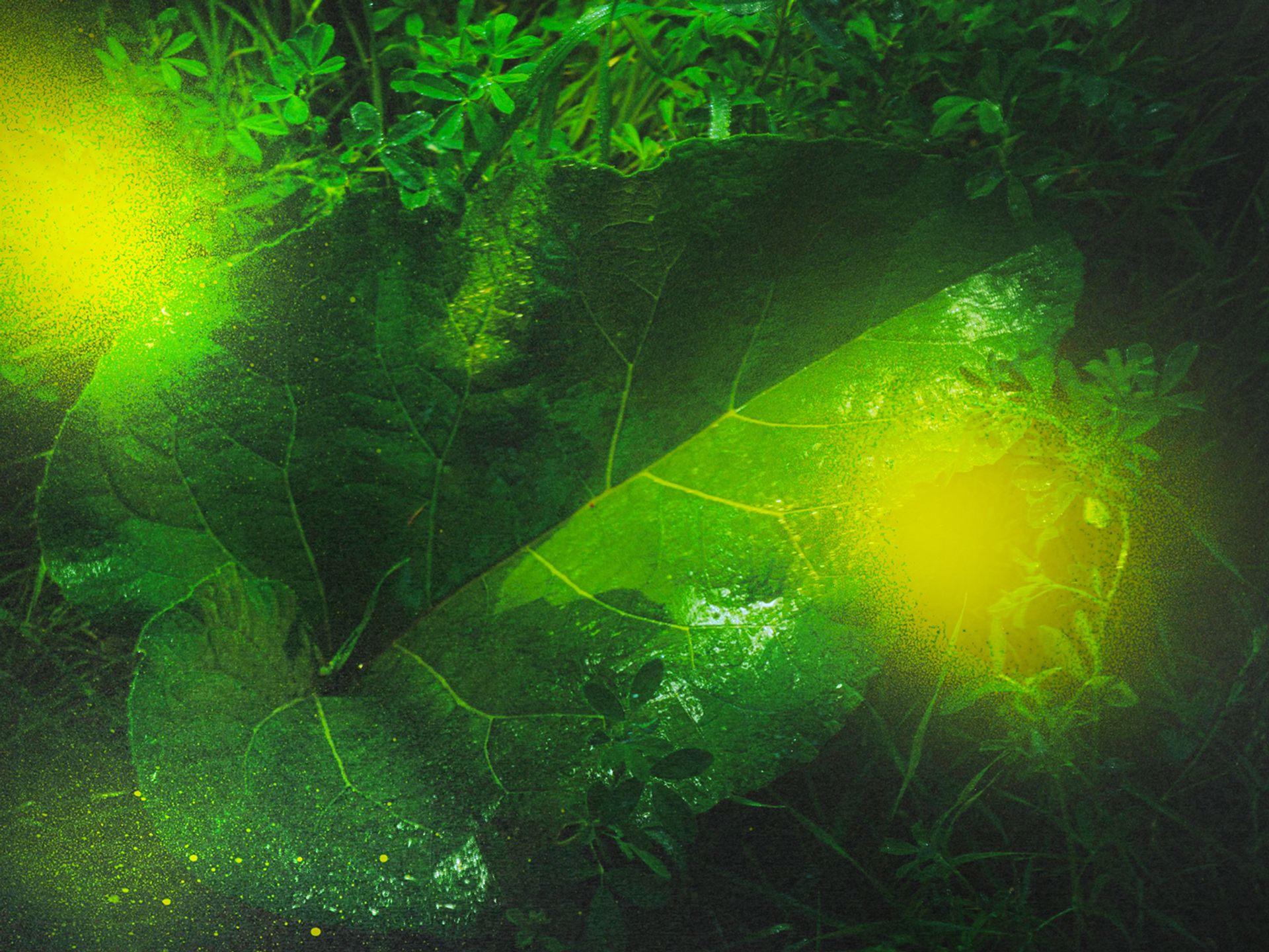 Gloomy and green, magical forest