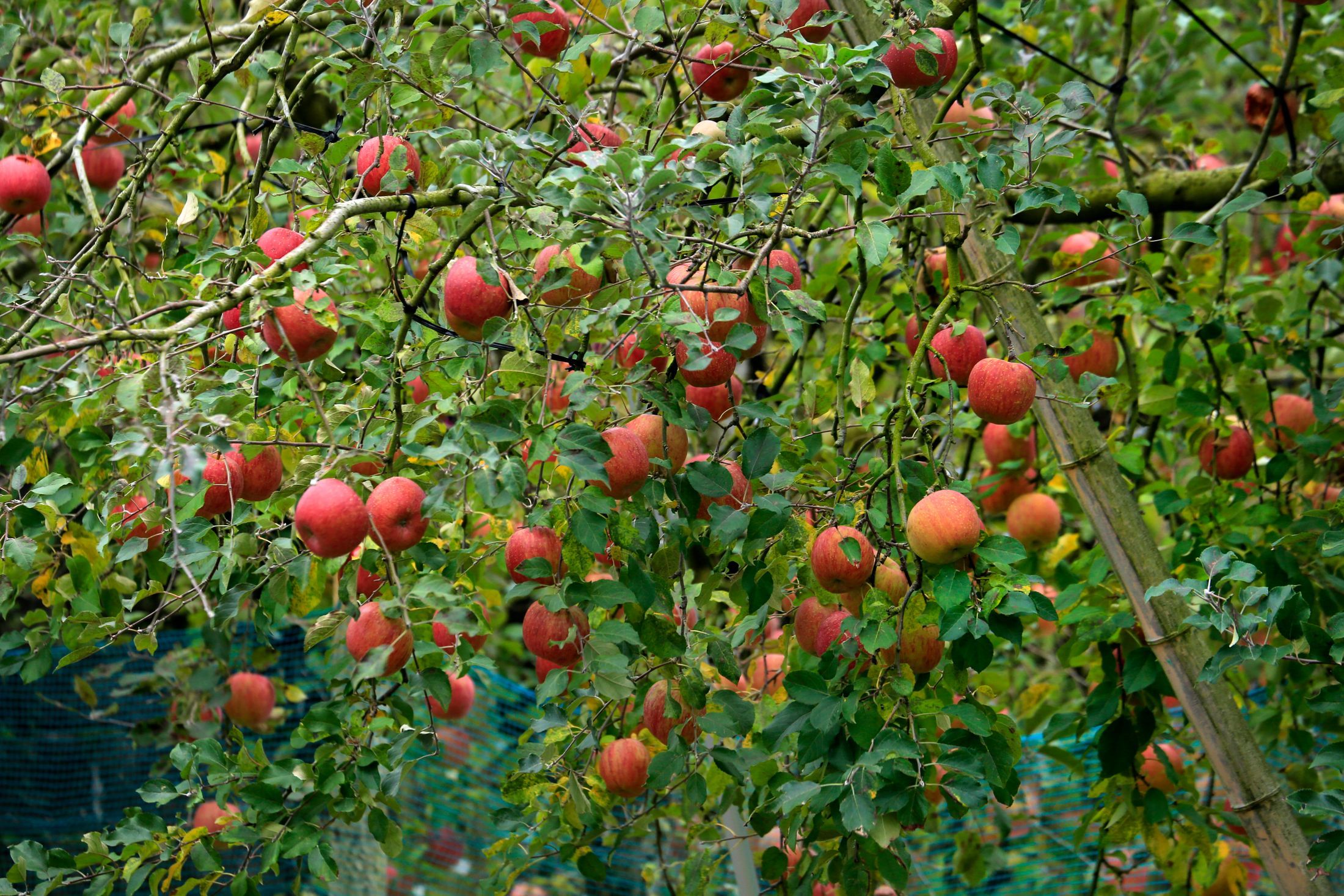 Clusters of red apples growing on leafy orchard branches