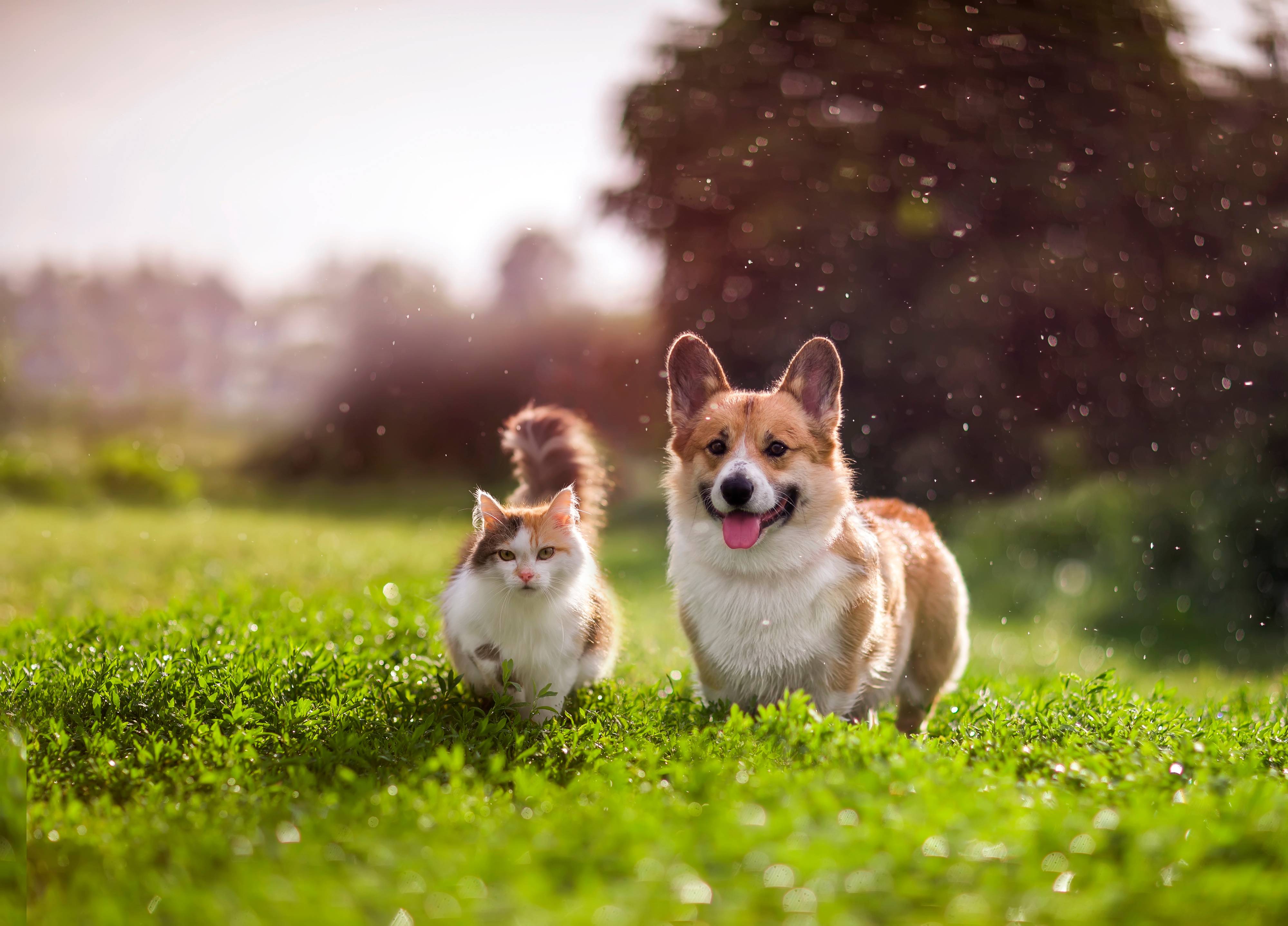A dog and a cat playing on grass.