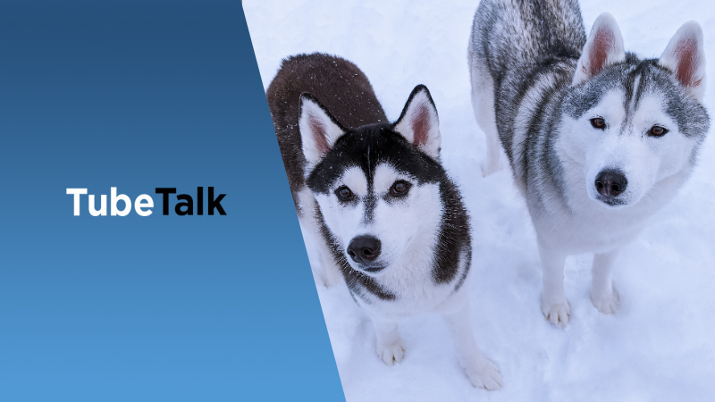 Two Siberian Huskies standing on snow beside a blue TubeTalk logo background