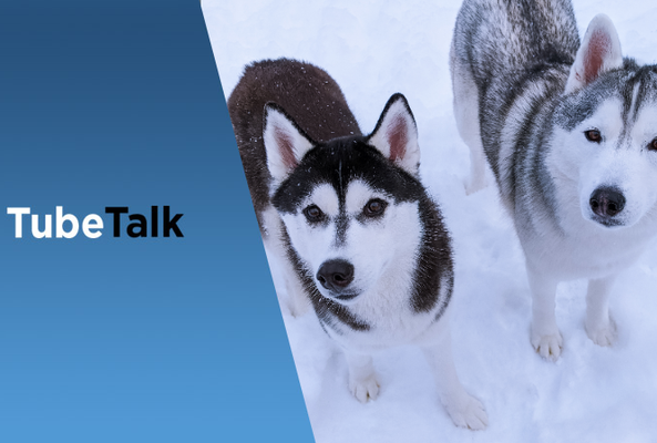 Two Siberian Huskies standing on snow beside a blue TubeTalk logo background
