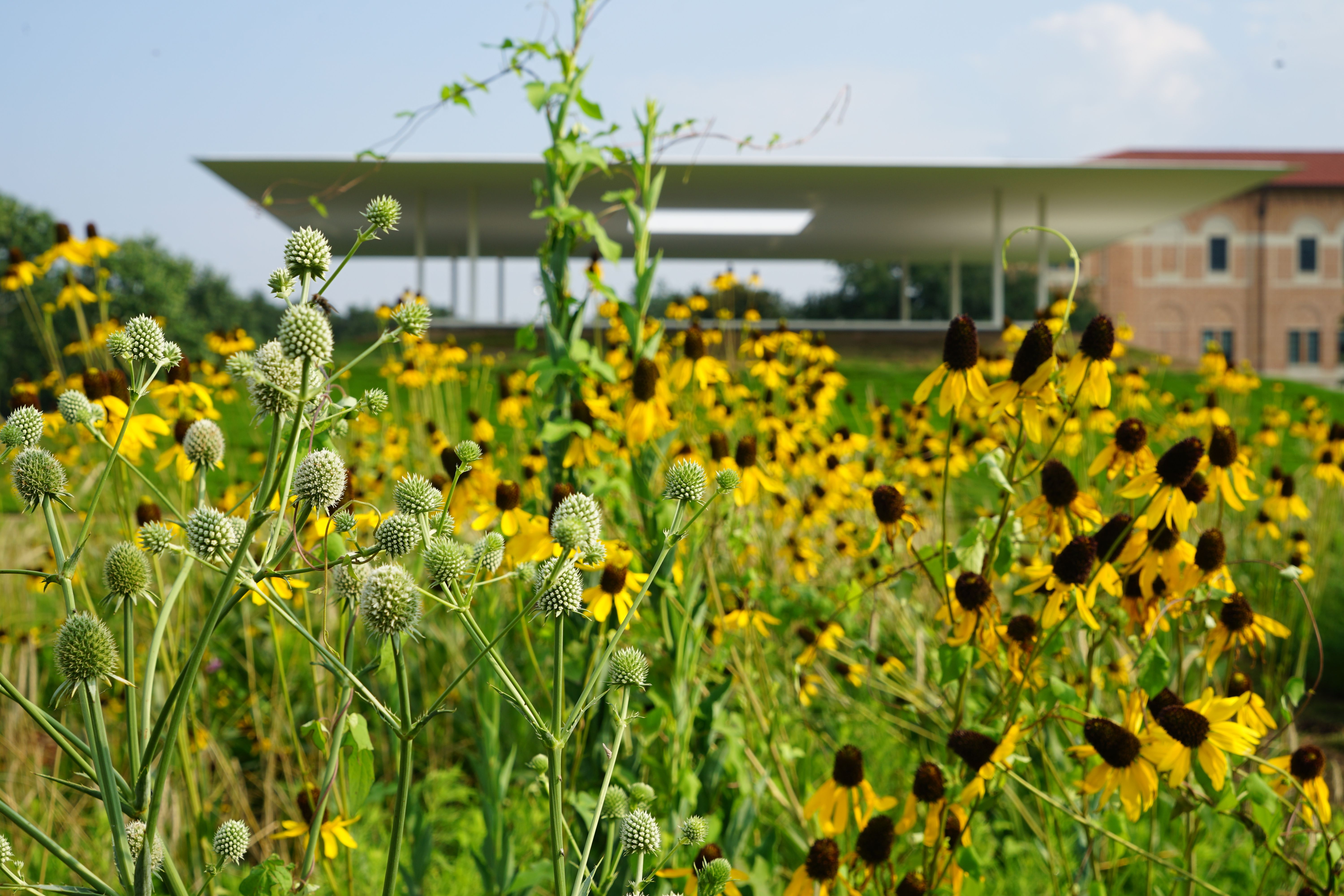 Prairie Plots Summer