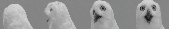 Four views of a white bird's head showing back, side, front, and facial detail against gray background.
