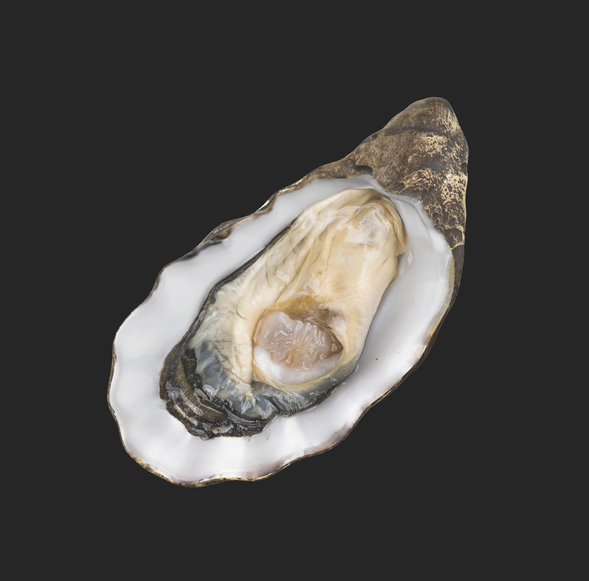 Oyster Studio - A modern and unique portfolio for an agency in Milan to make them rise above banality