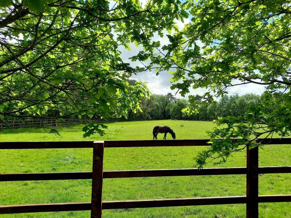 Favourite day trips: Irish National Stud & Gardens is a thoroughbred experience