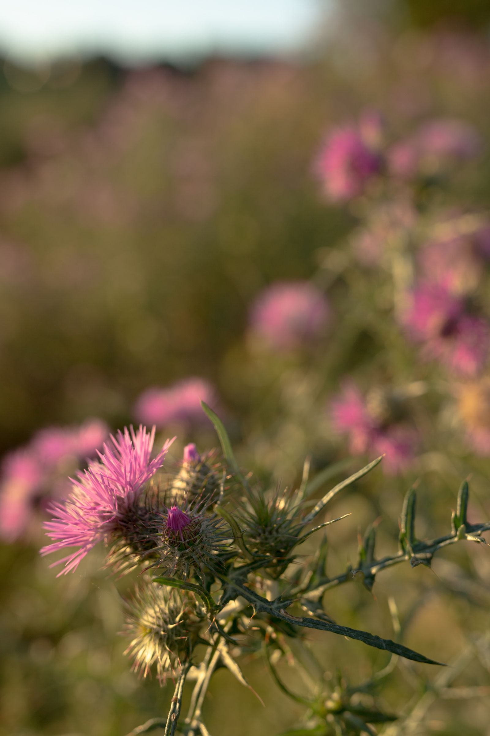 Thistles in bloom at golden hour