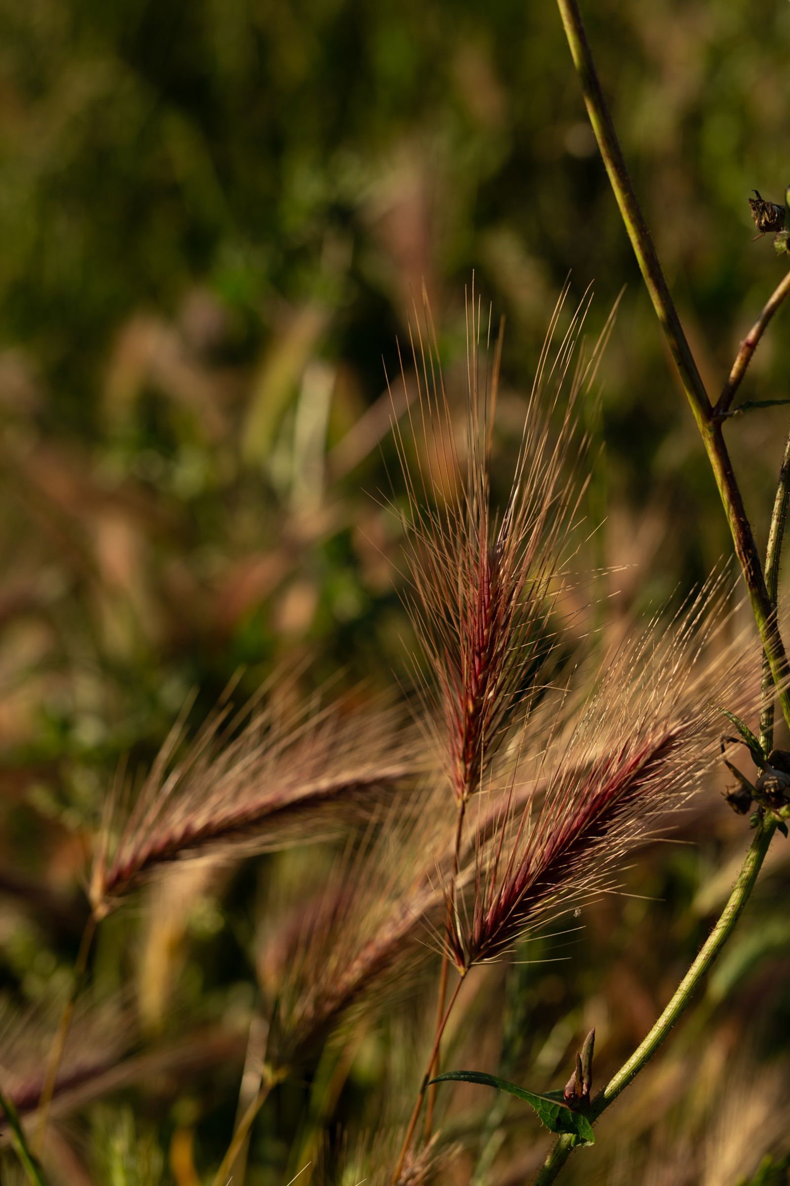 Dry grasses swaying in the wind at Sentieri