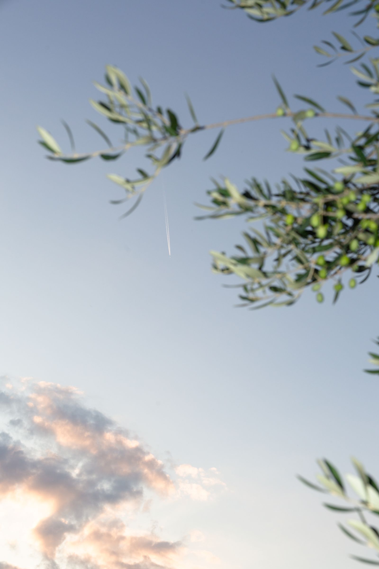 Olive branches against the evening sky