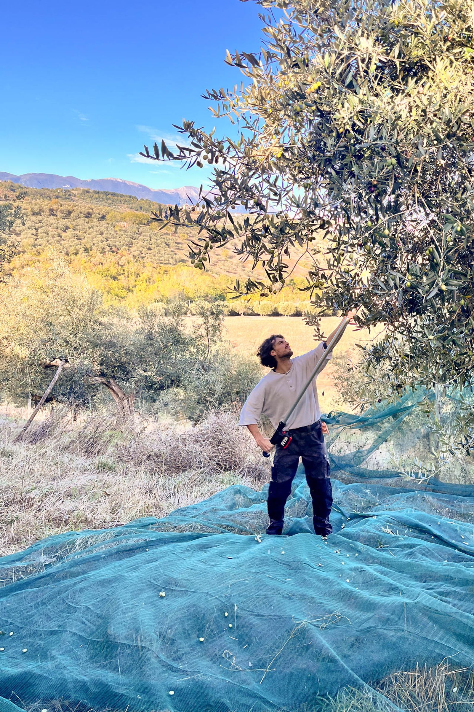 Olive grove landscape with harvesting nets
