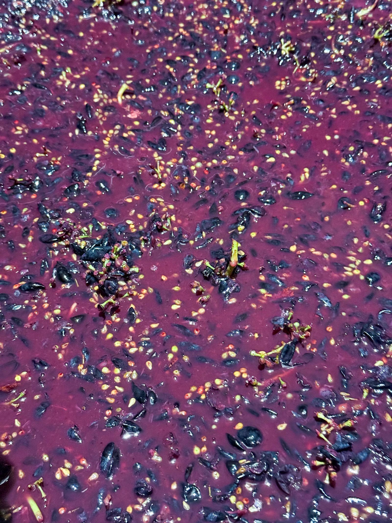 Wine bottles in the vineyard