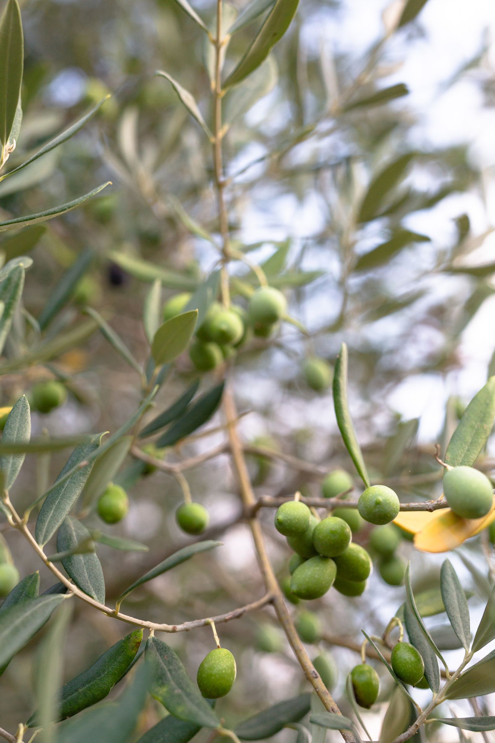 Close-up of green olives on the branch