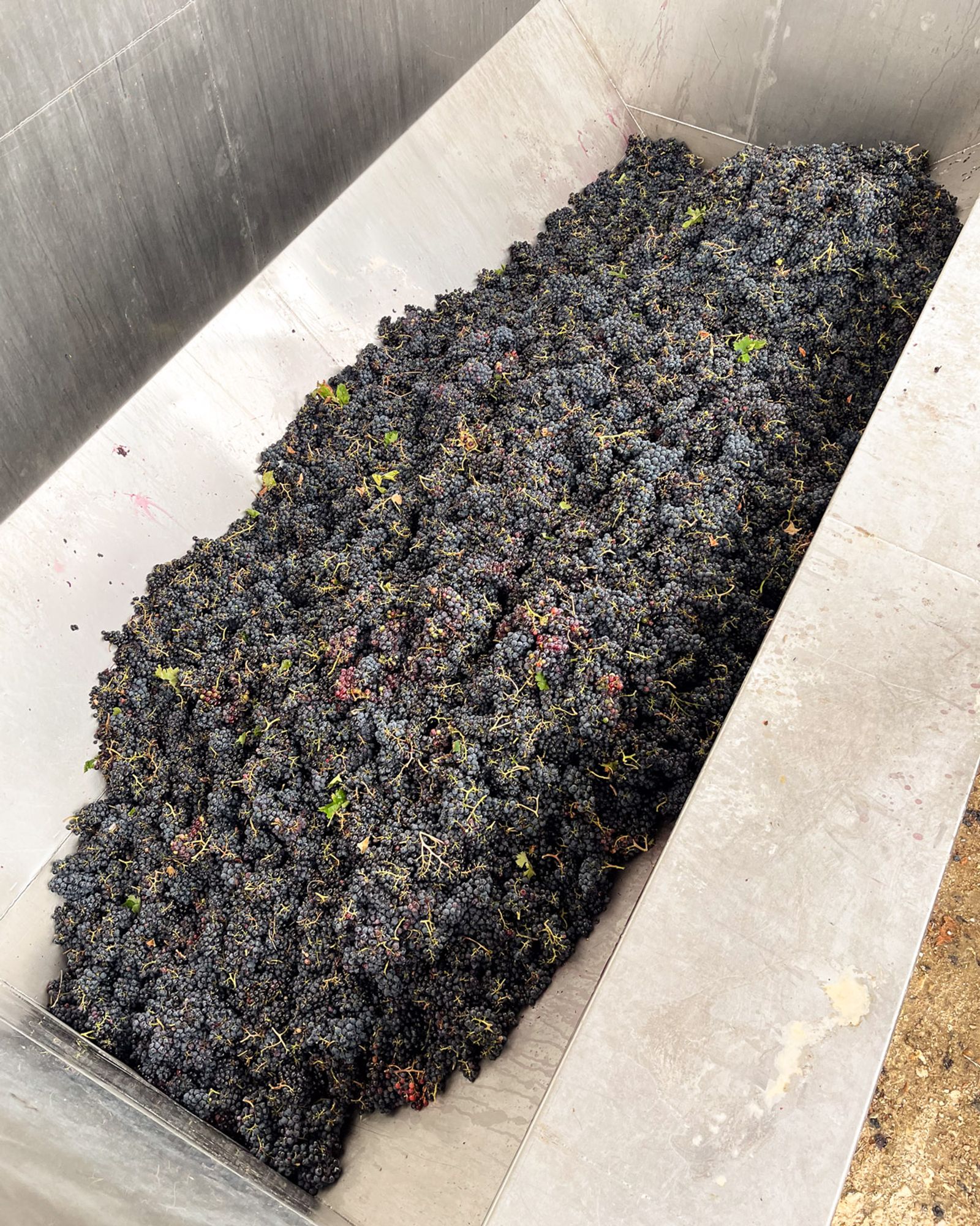 Grapes together in the press