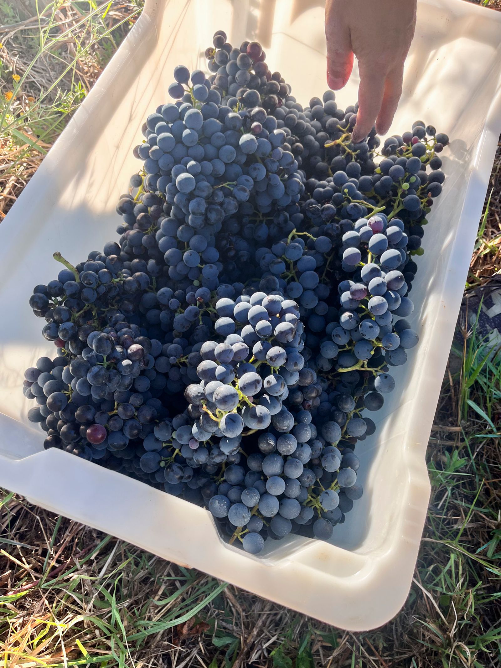 Montepulciano d'Abruzzo grapes on the vine