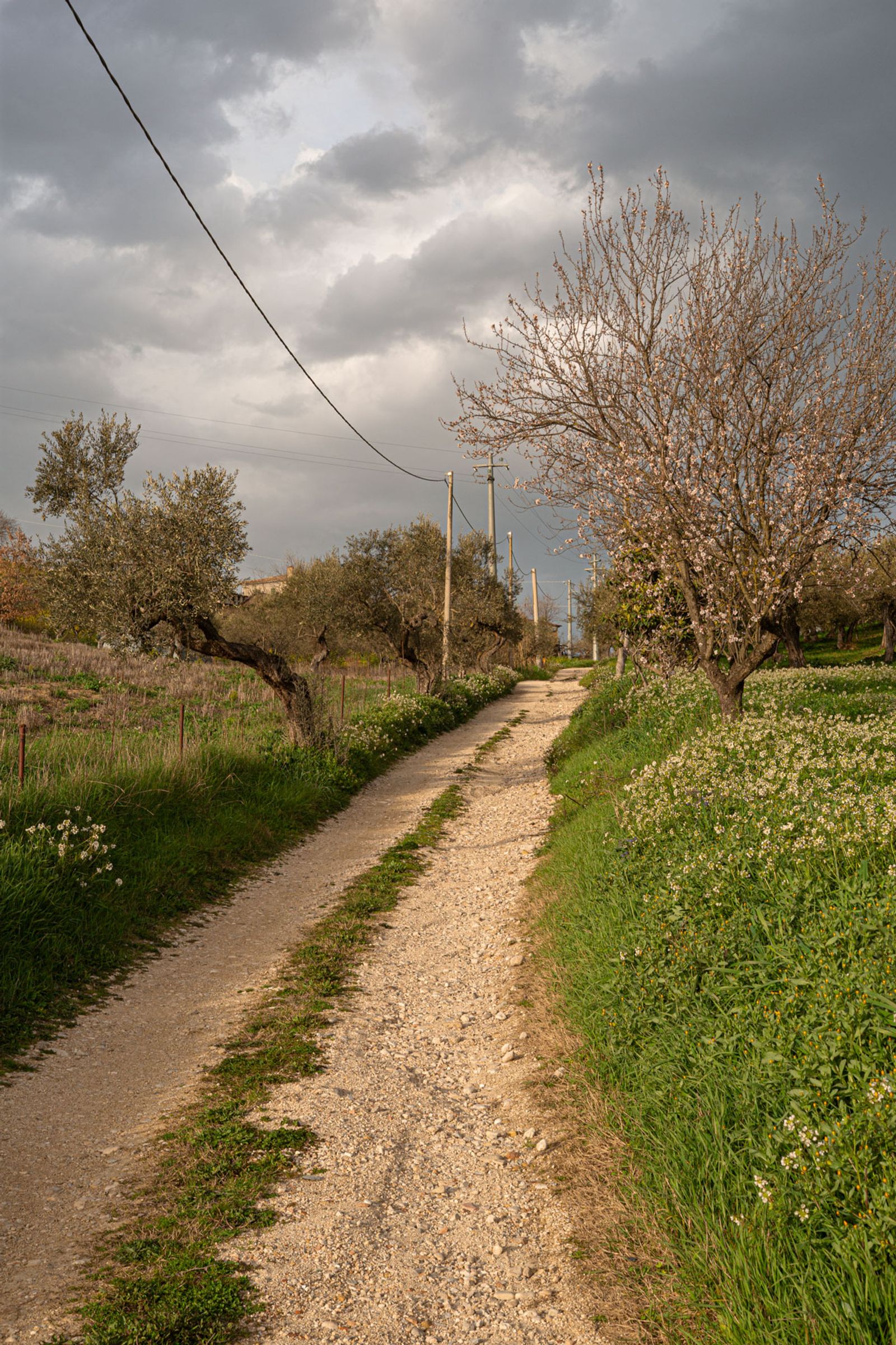 A path through the countryside near Loreto Aprutino