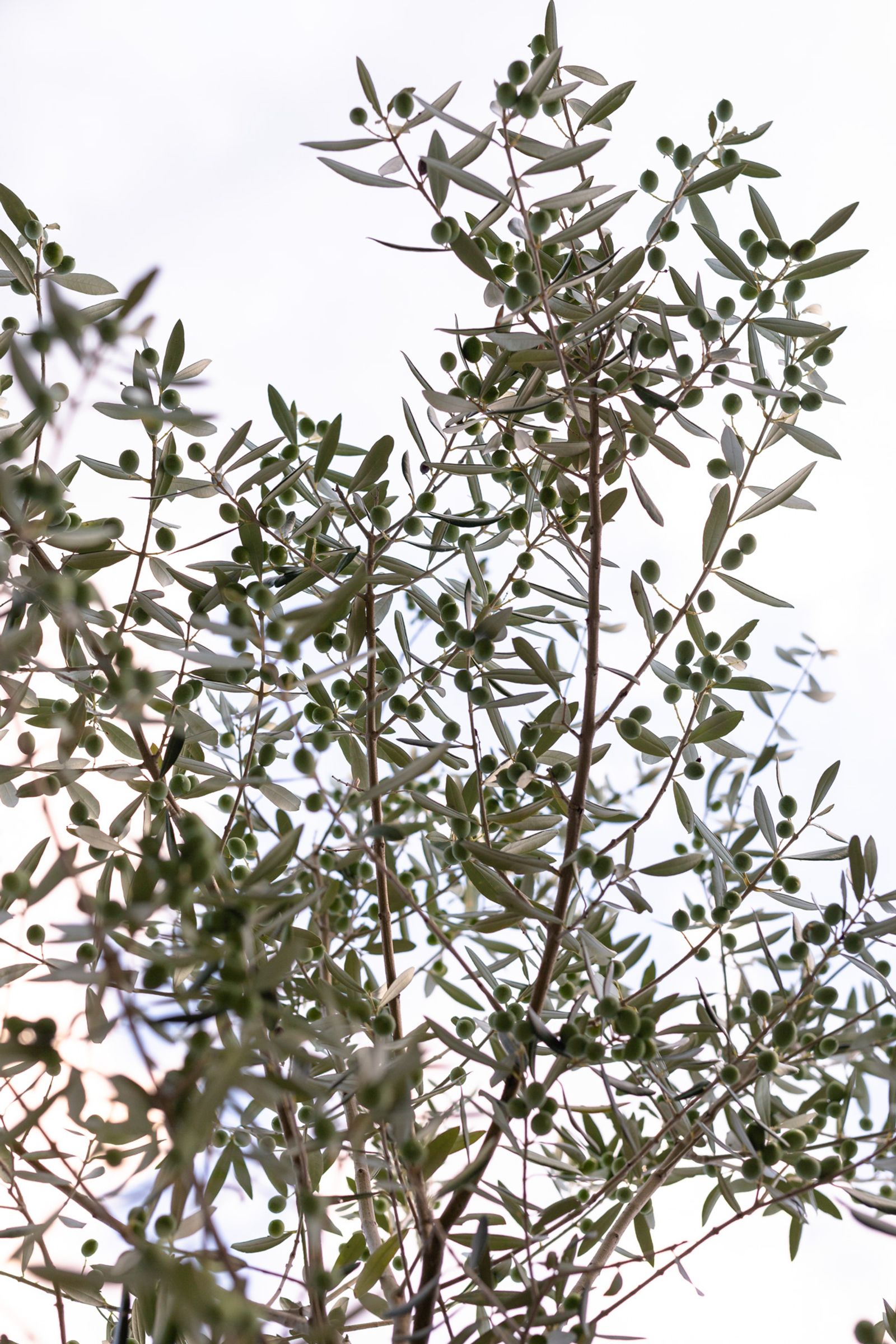 Crate full of freshly harvested olives