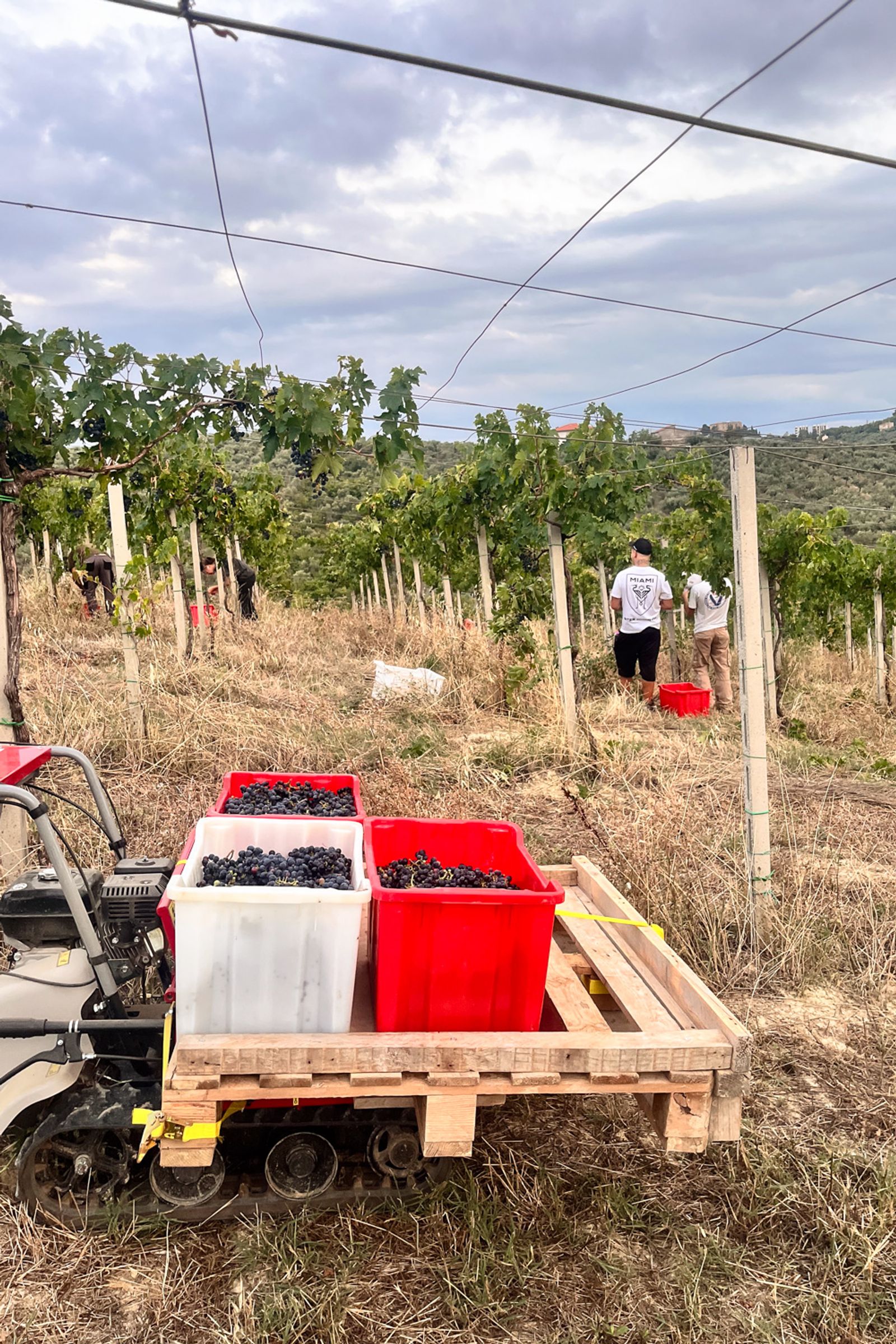 Grape crates loaded on vehicle in the vineyard