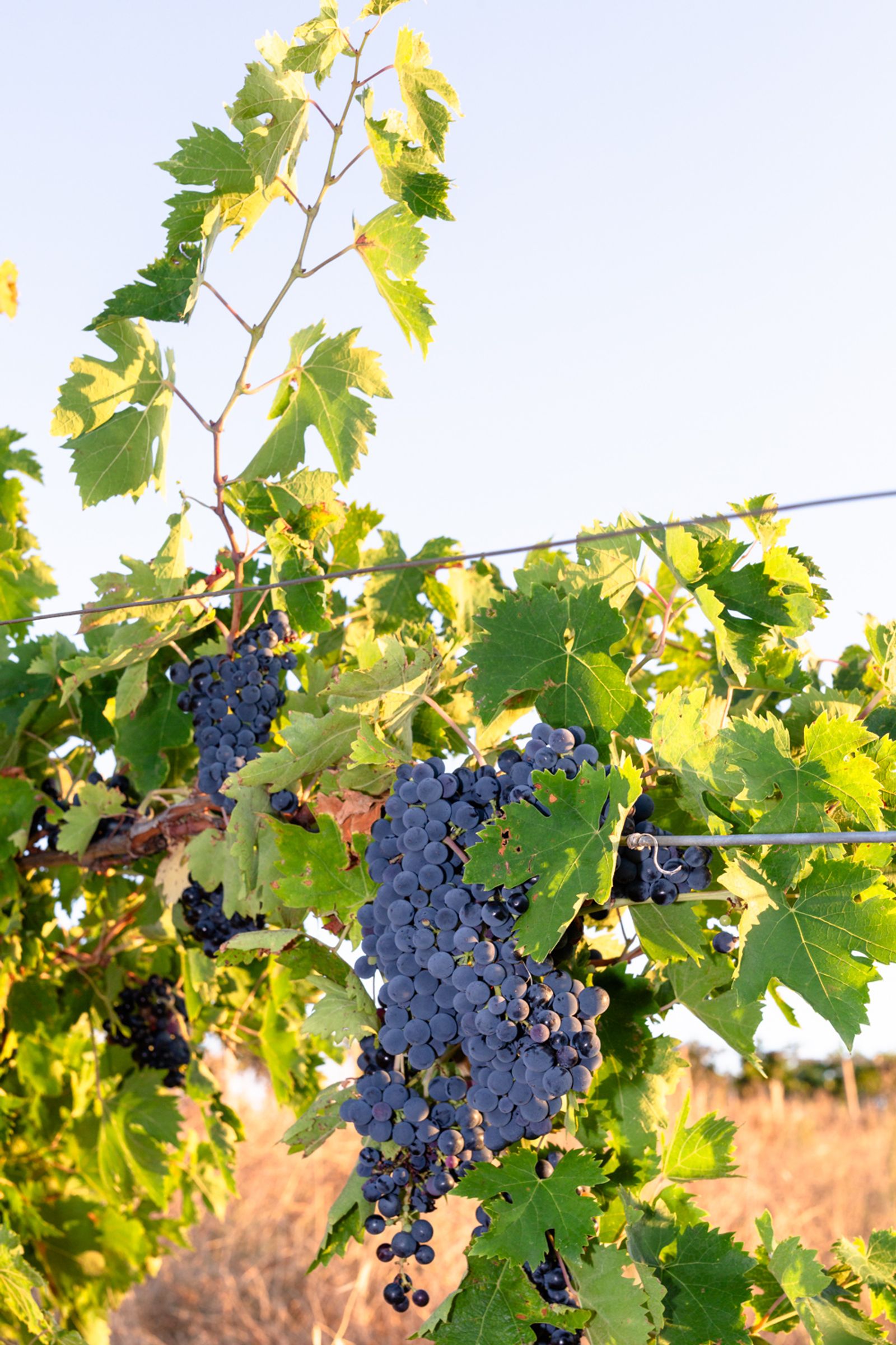 Montepulciano grapes on the vine