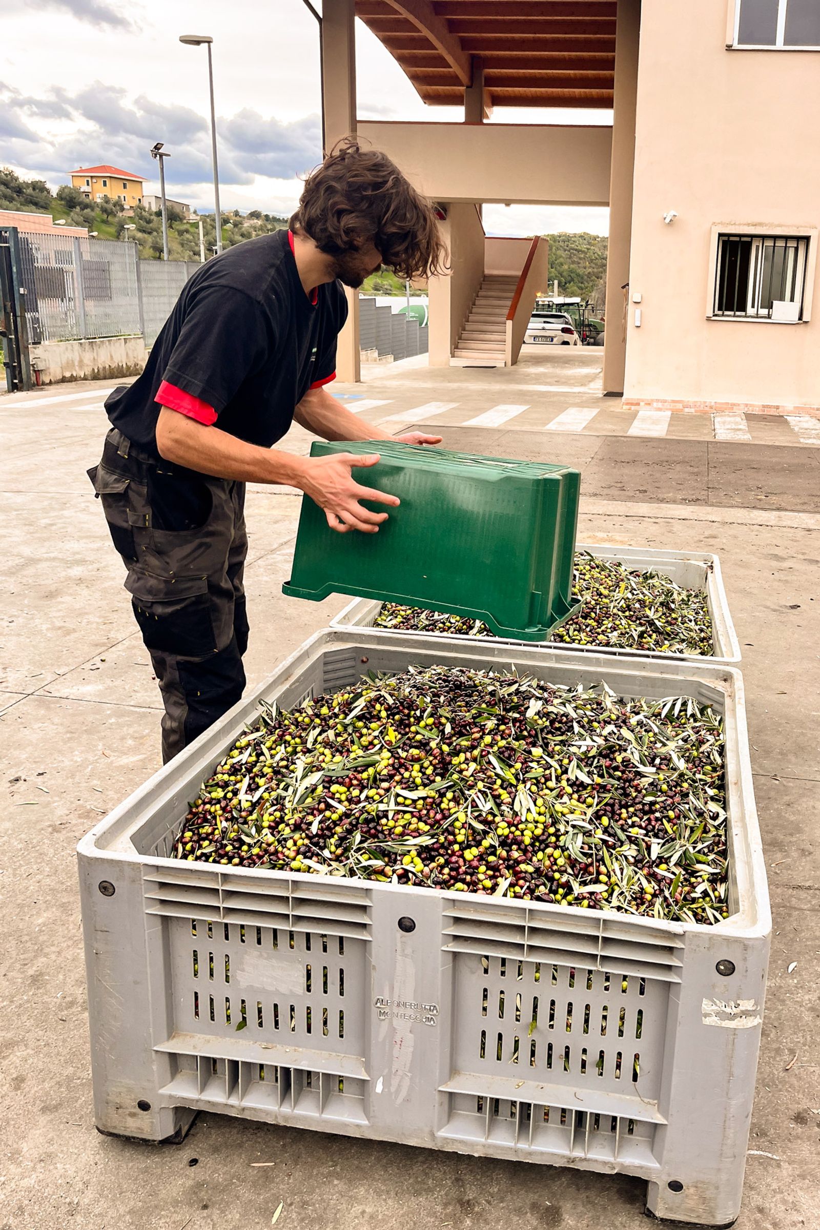Ground covered in fallen olives and leaves